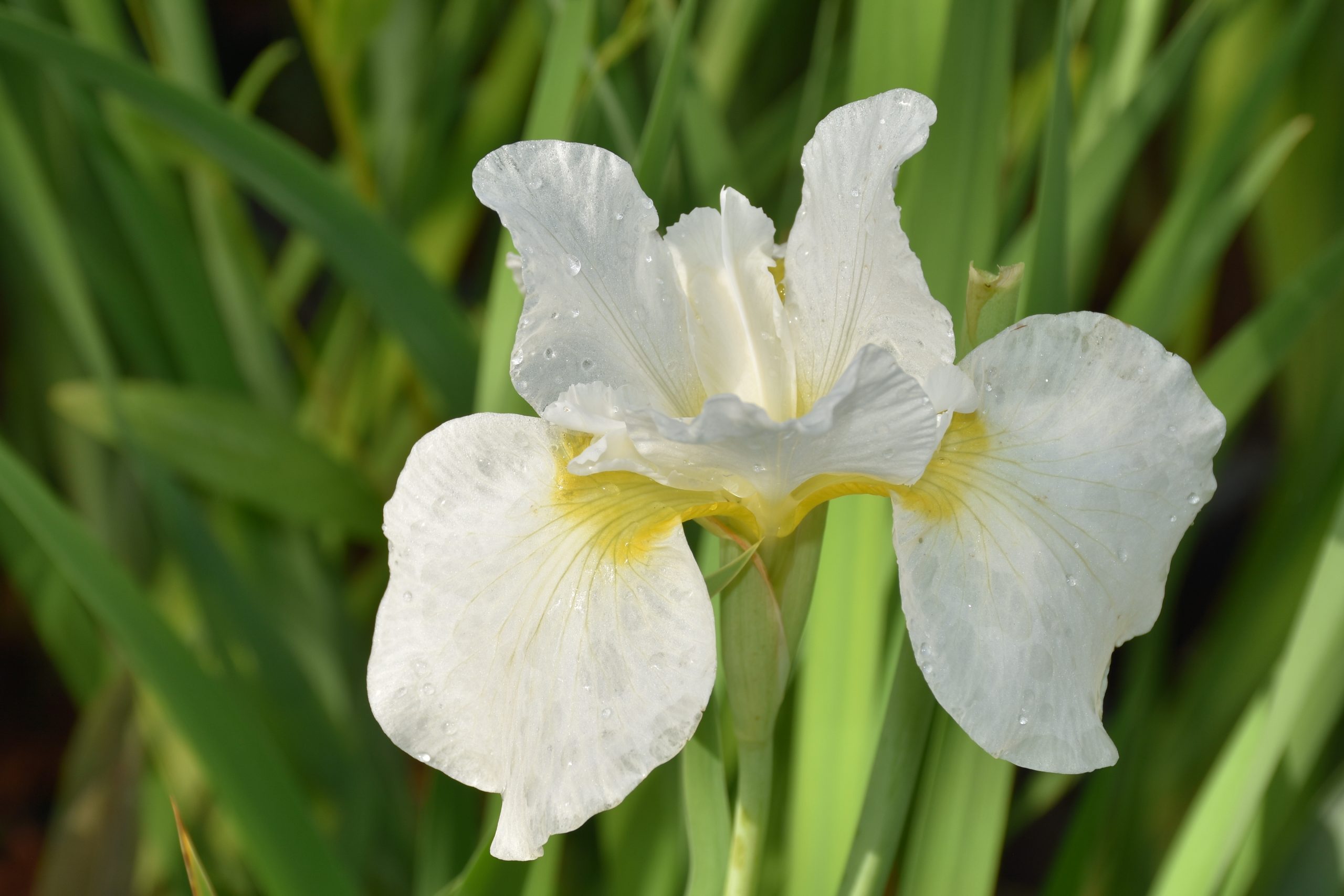 7300_iris_sibirica_white_swirl_XS_001.jpg