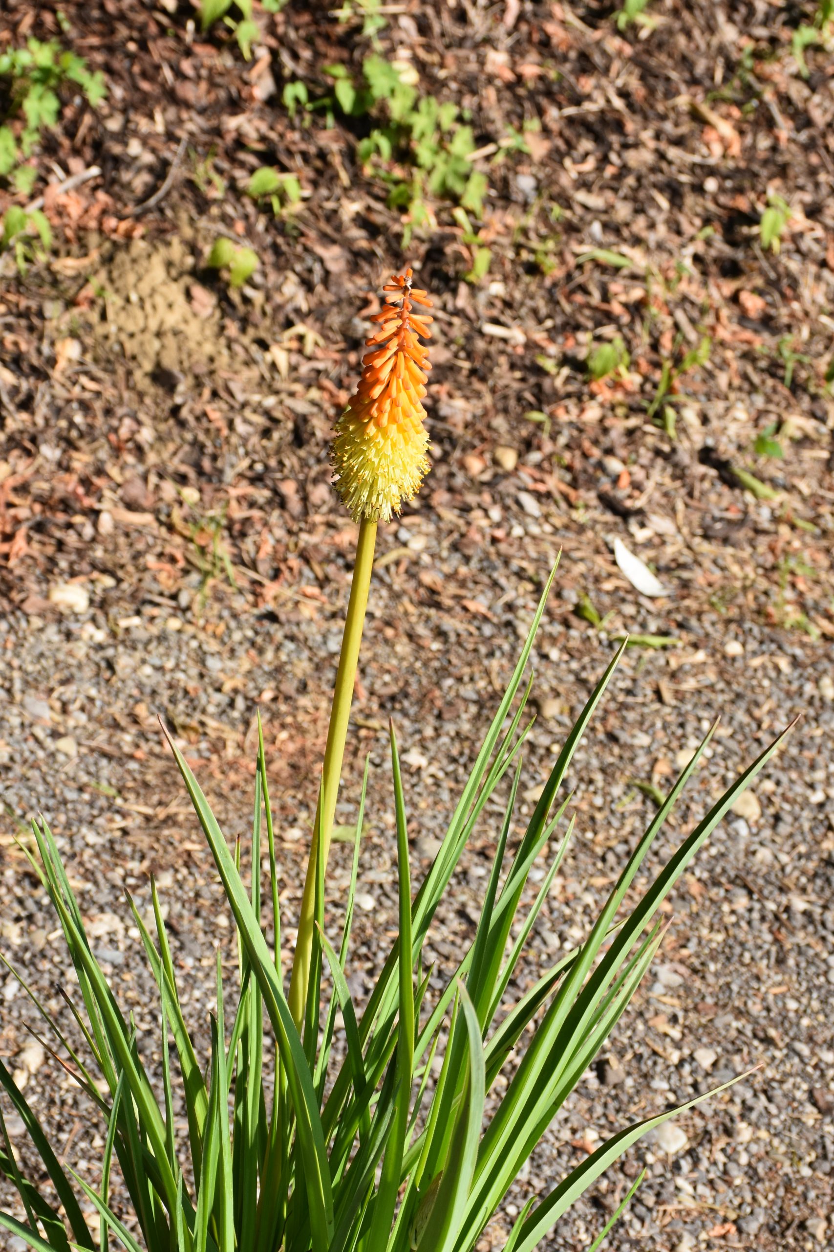 7308_kniphofia_uvaria_XS_001.jpg