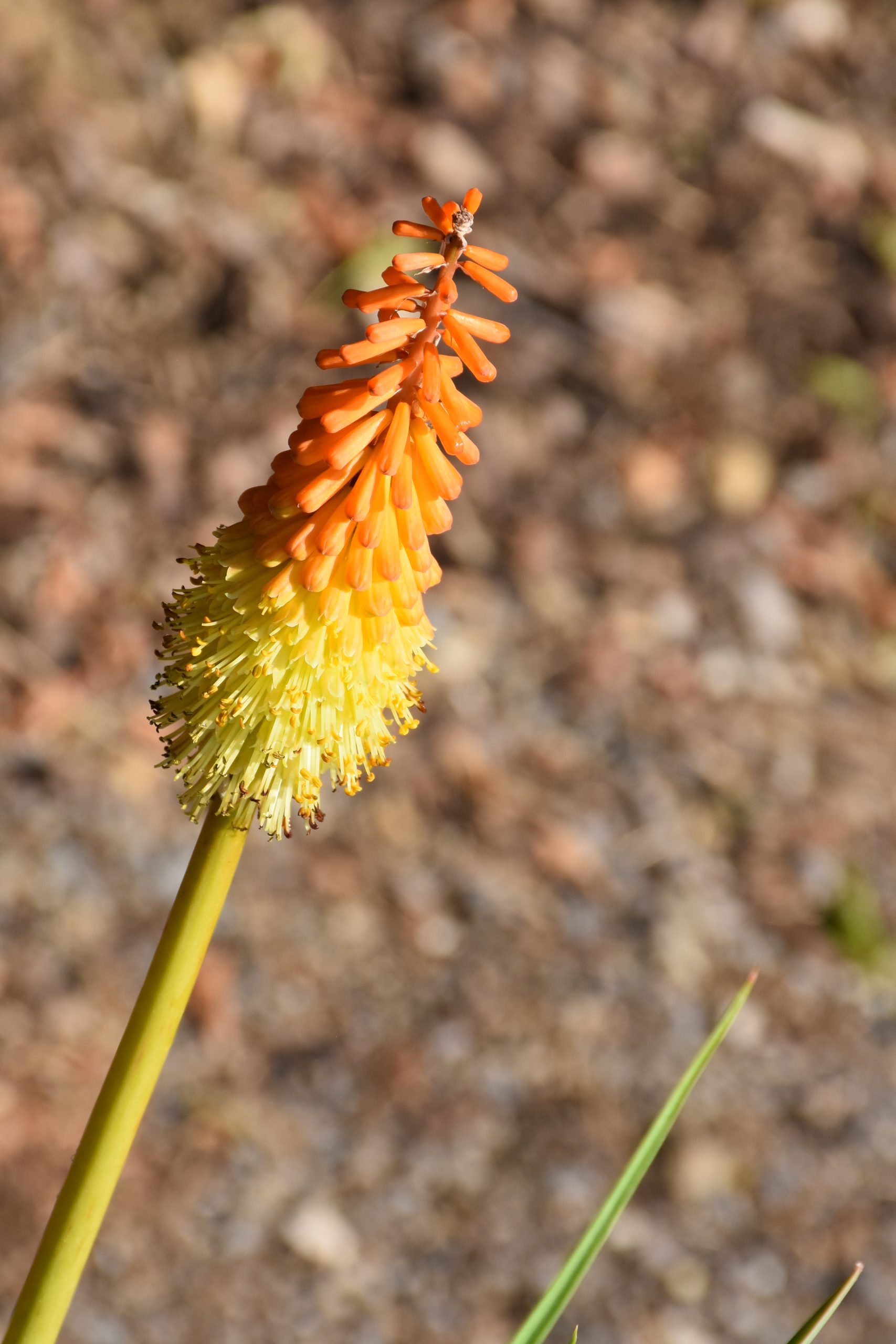 7309_kniphofia_uvaria_XS_002.jpg