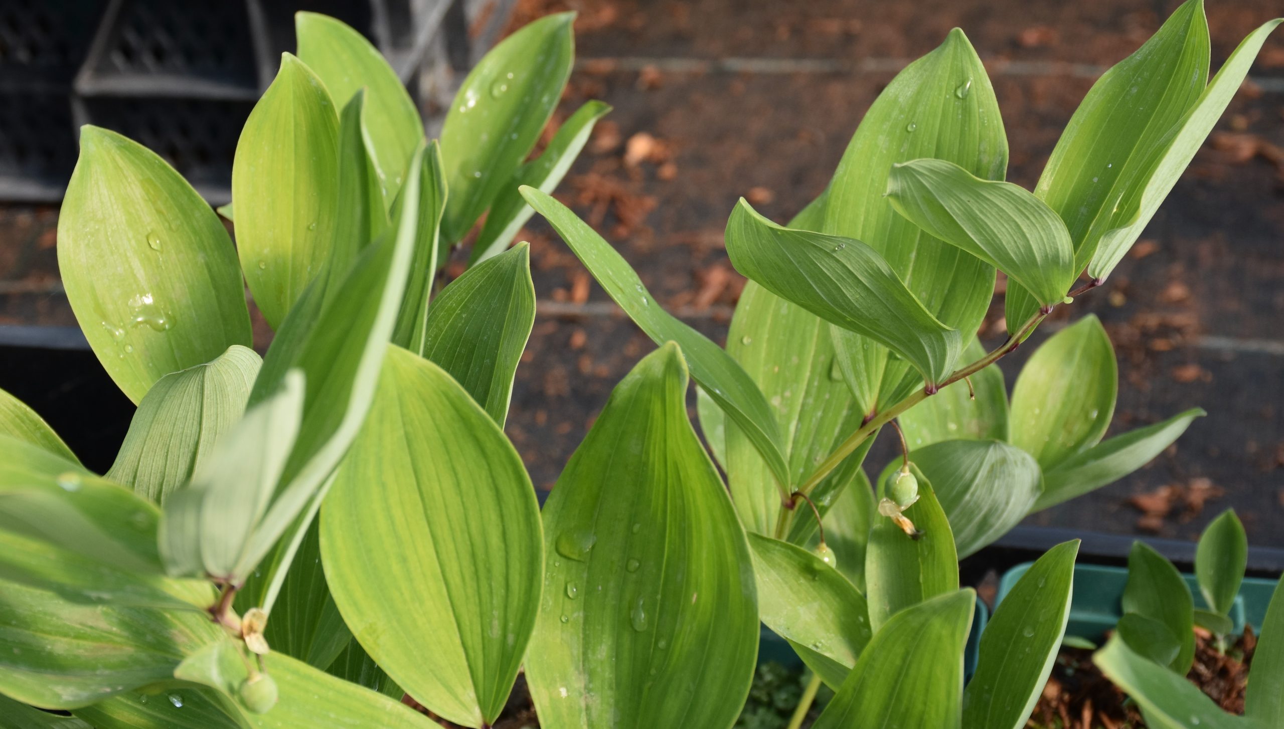 7315_polygonatum_inflatum_XS_001.jpg