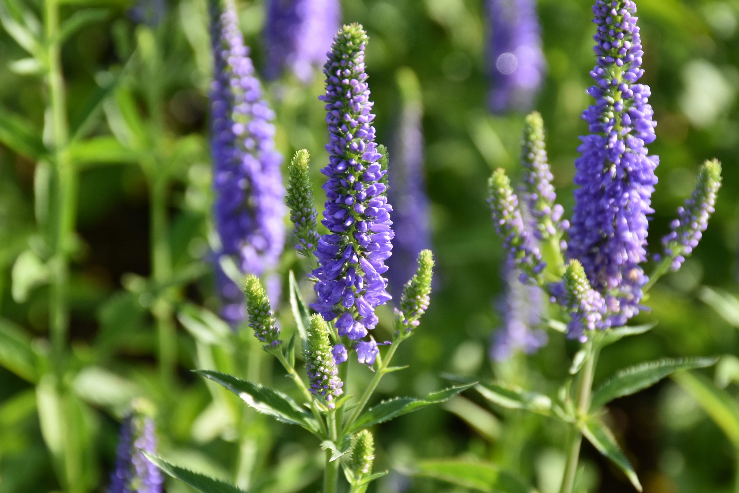 7364_veronica_spicata_first_glory_XS_004.jpg