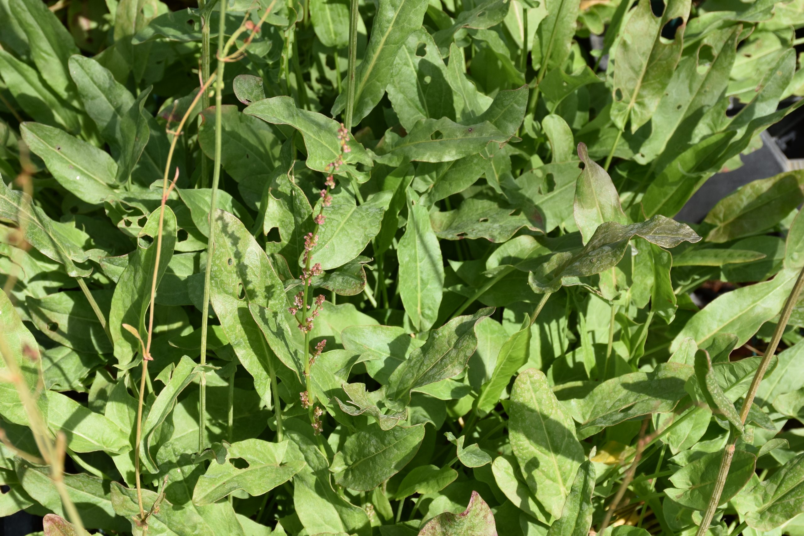 7382_rumex_acetosa_XS_001.jpg