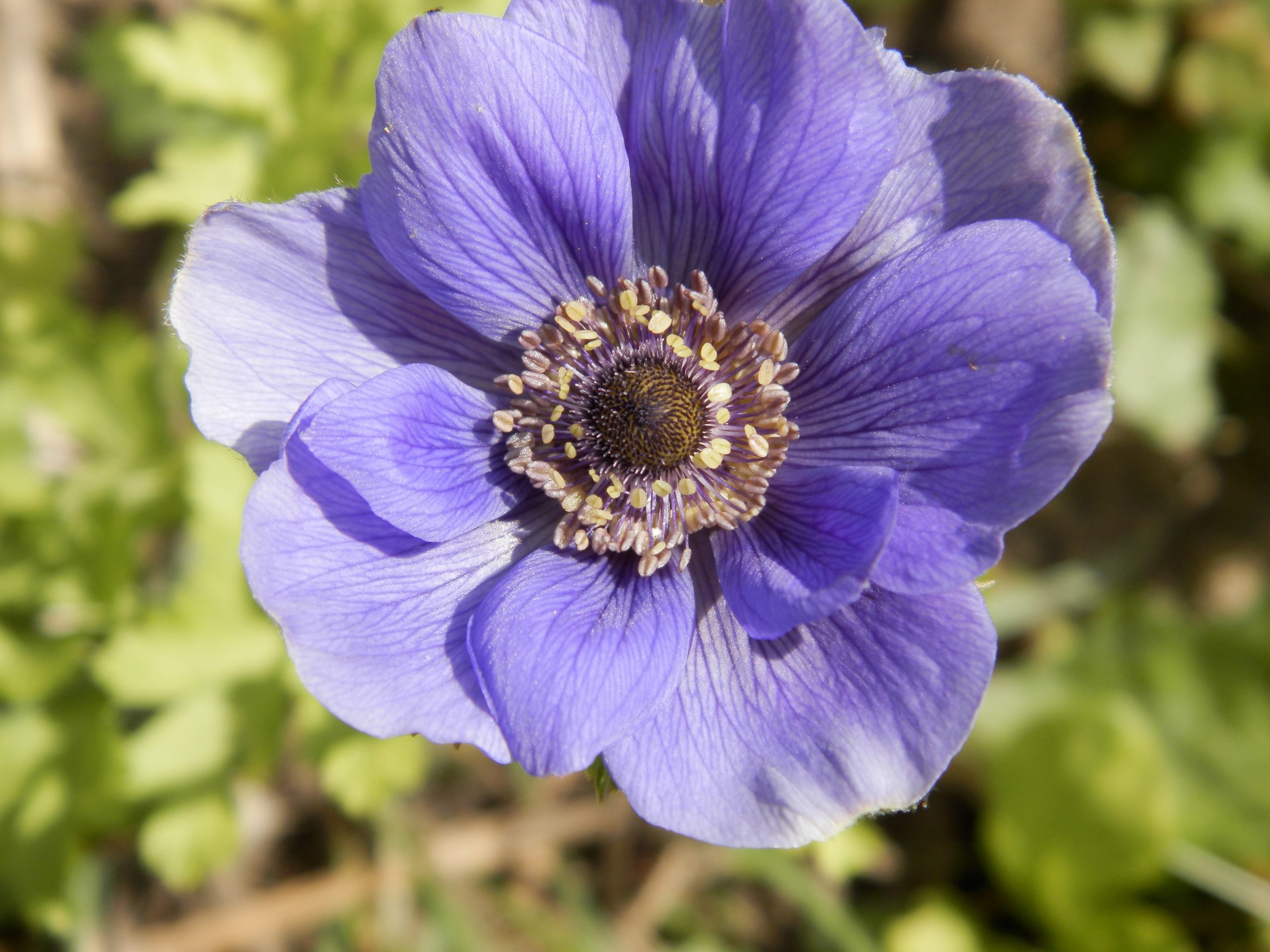 7385_anemone_coronaria_mr_fokker_XS_002.jpg