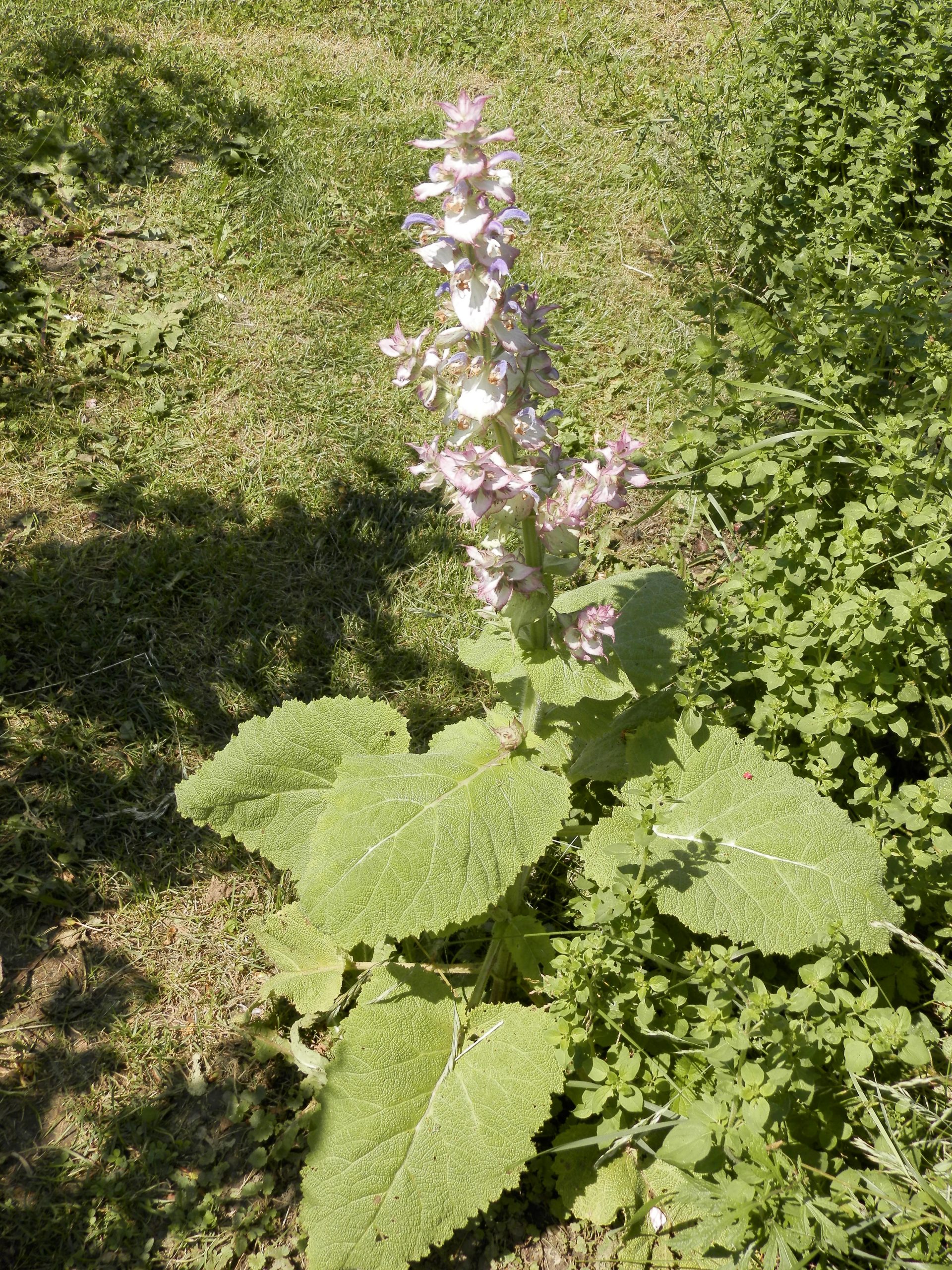 7408_salvia_sclarea_XS_008.jpg