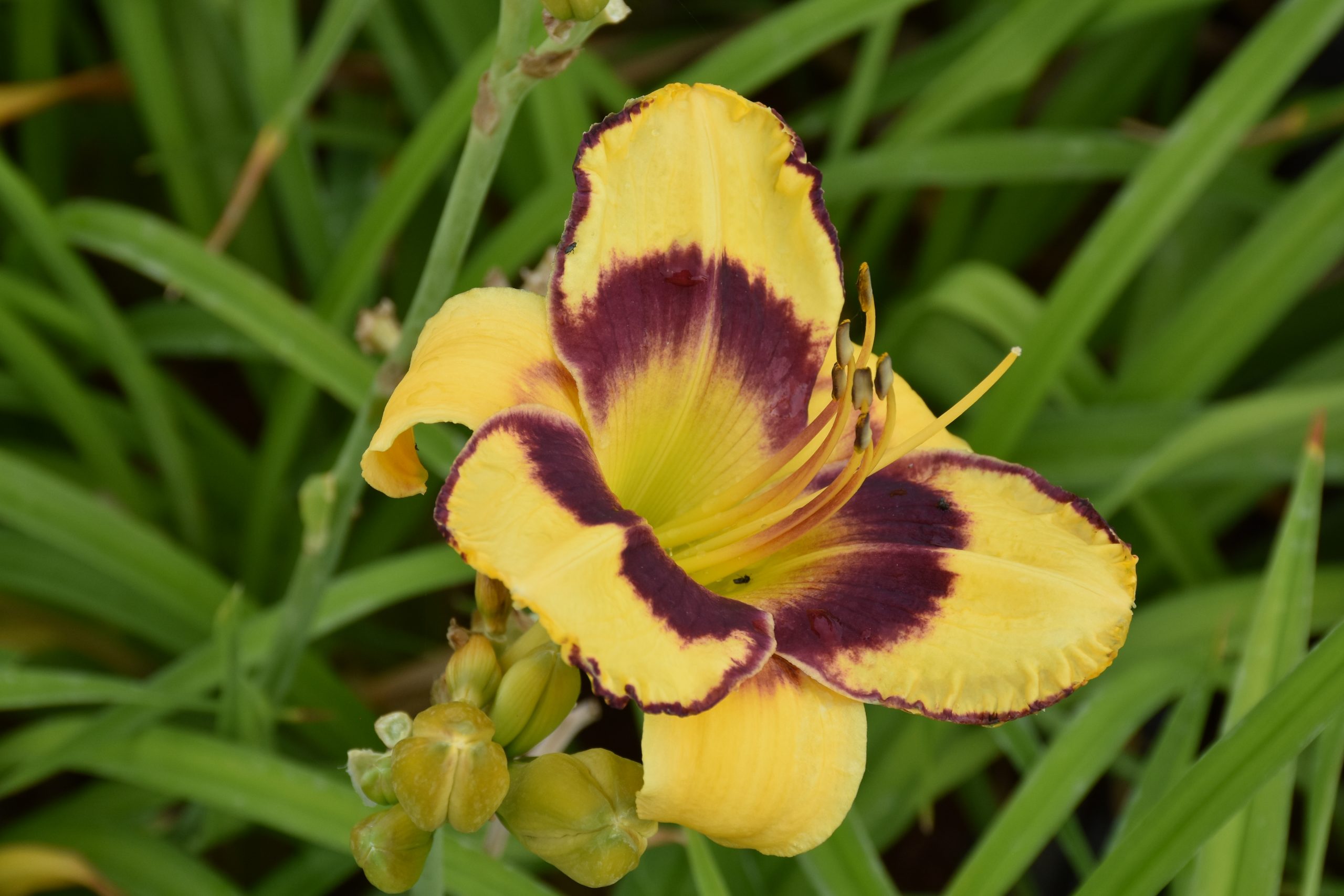 7421_hemerocallis_cultorum_el_desperado_XS_001.jpg