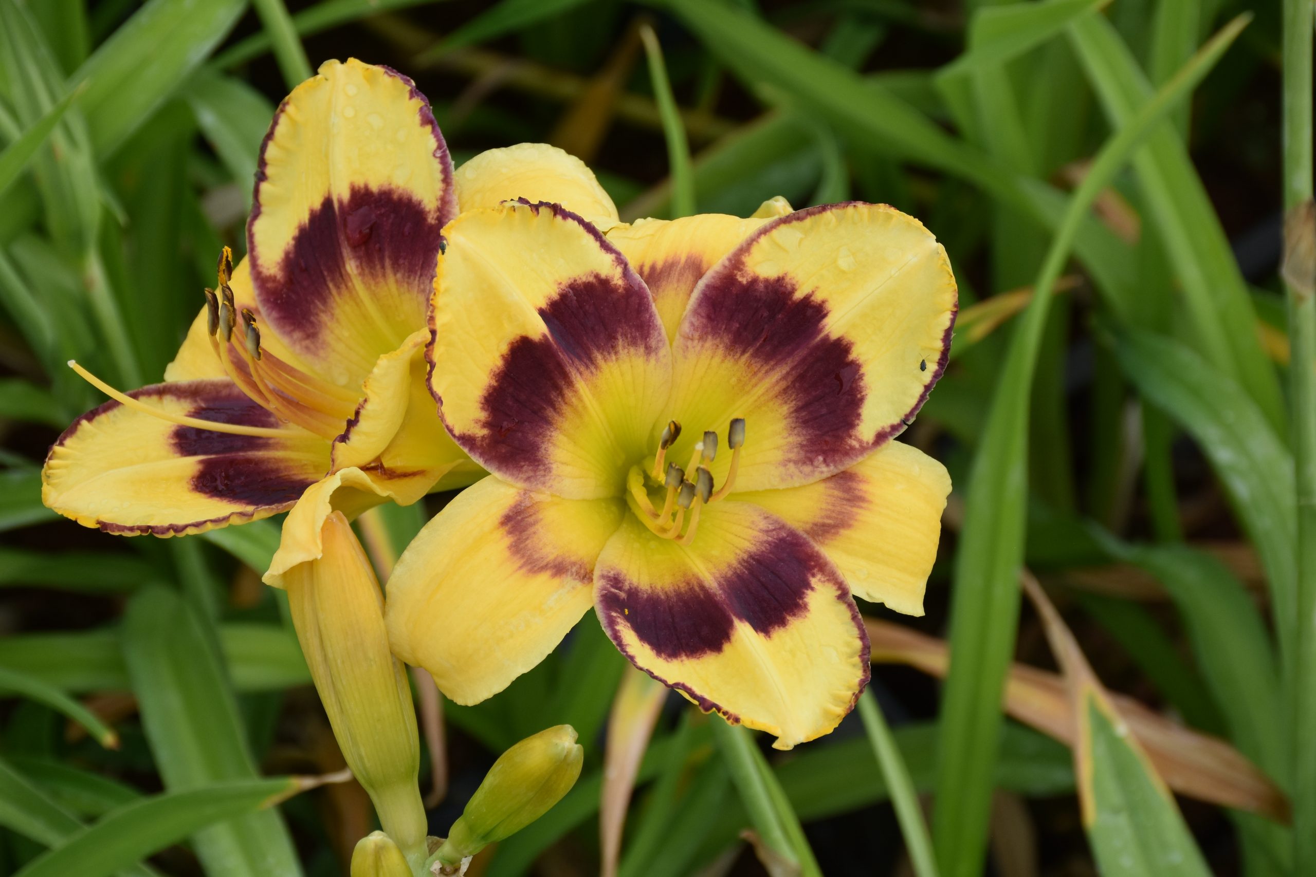 7422_hemerocallis_cultorum_el_desperado_XS_002.jpg