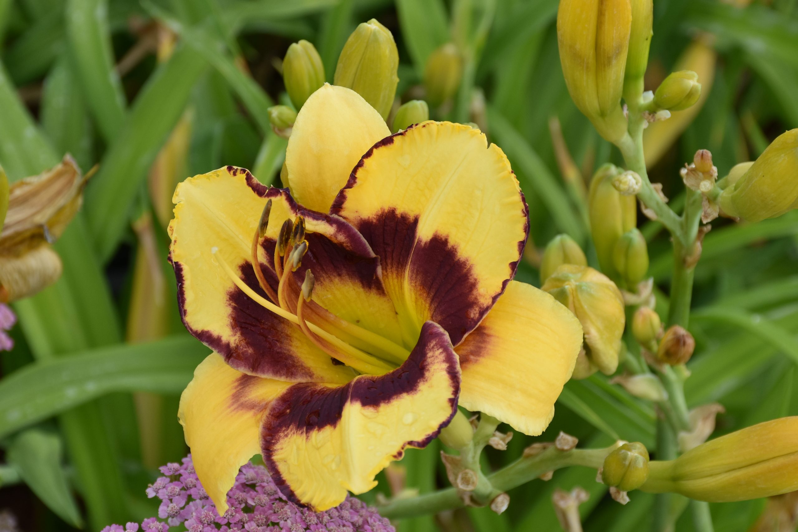 7423_hemerocallis_cultorum_el_desperado_XS_003.jpg