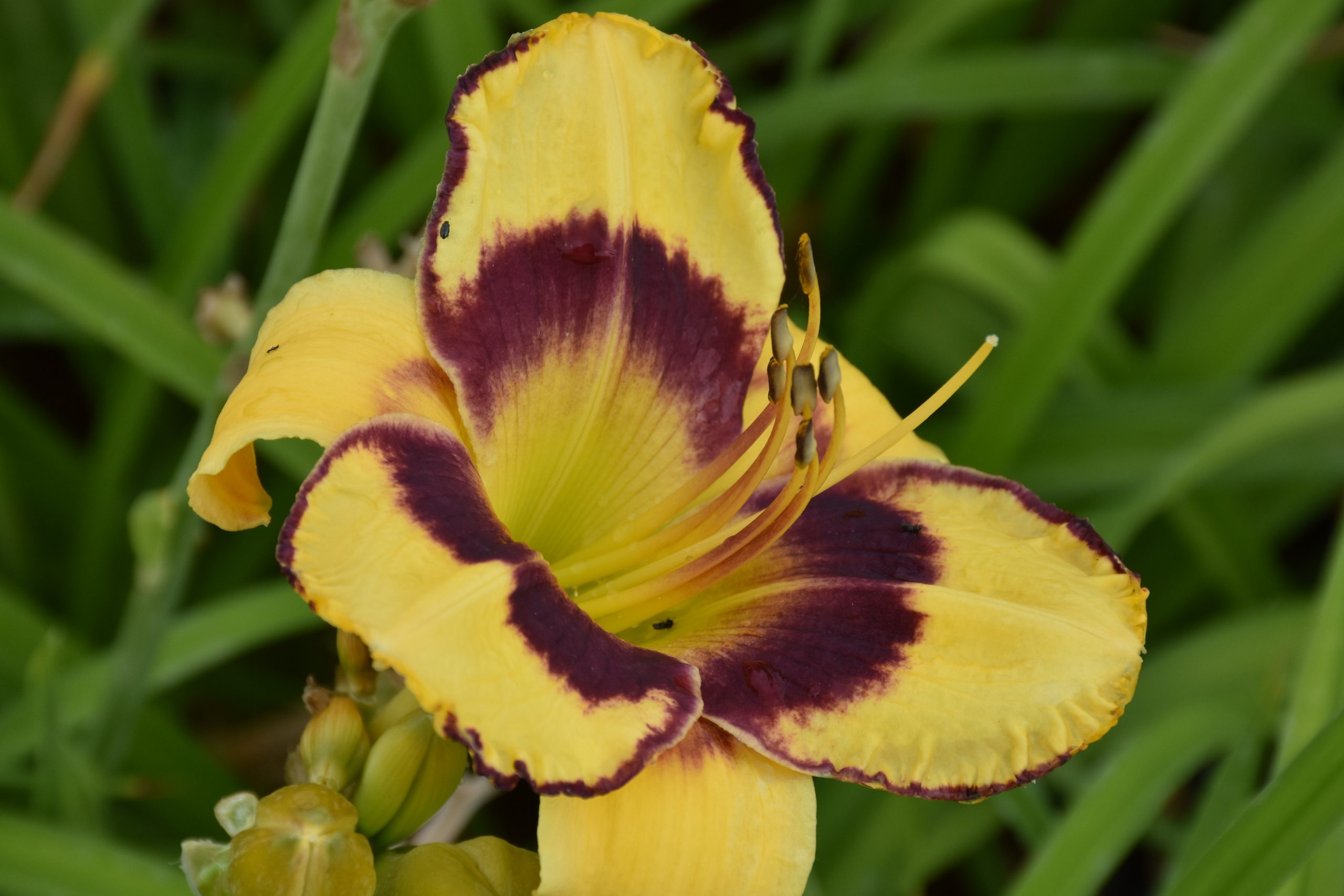 7424_hemerocallis_cultorum_el_desperado_XS_004.jpg