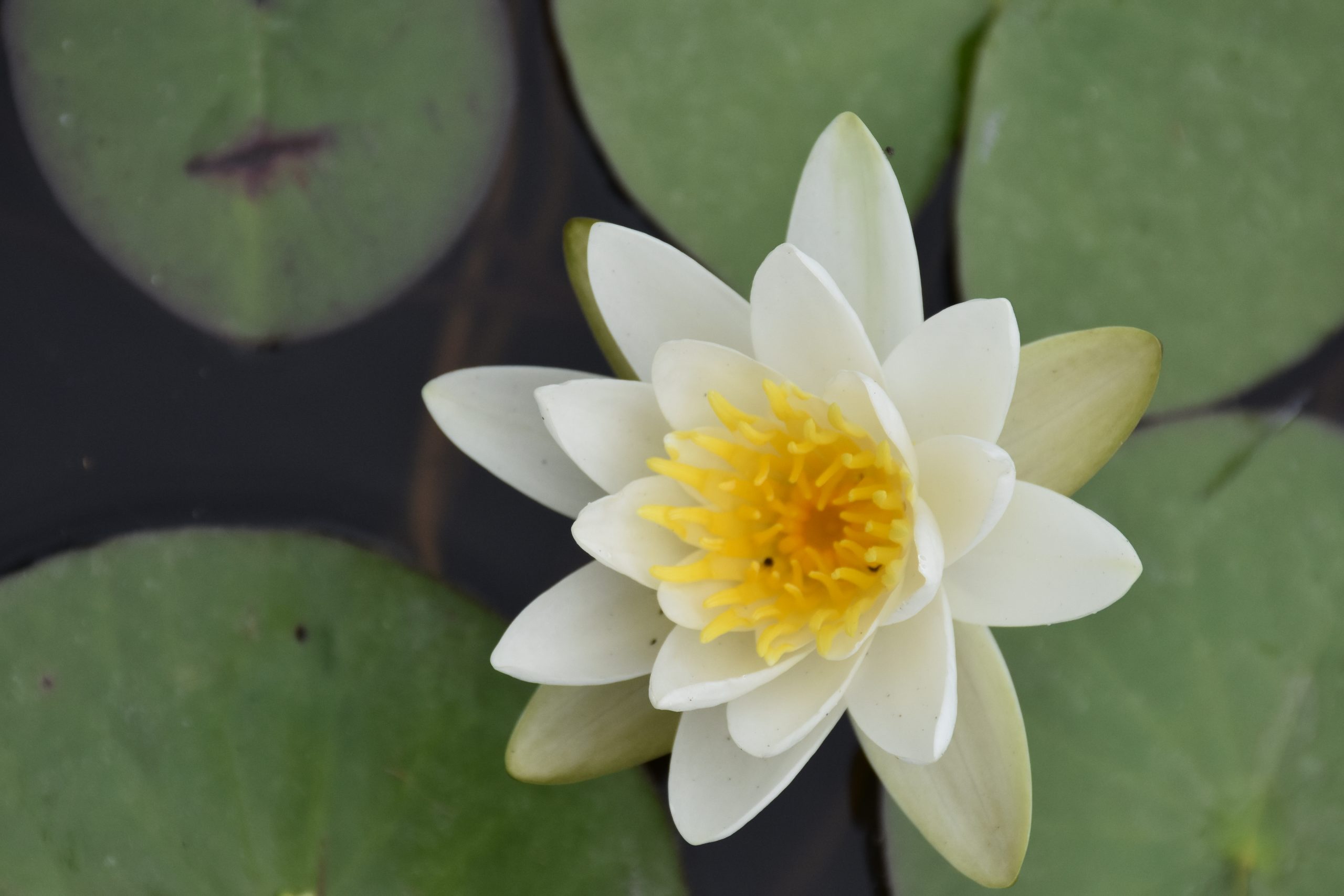 7432_nymphaea_alba_XS_001.jpg