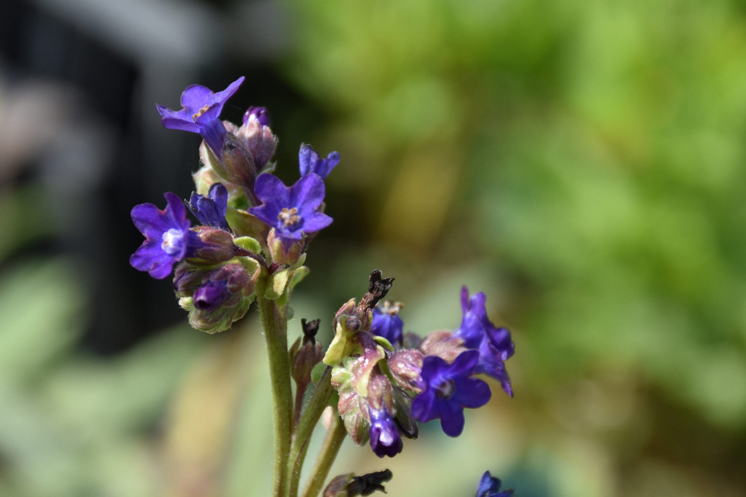 7446_anchusa_officinalis_XS_001.jpg