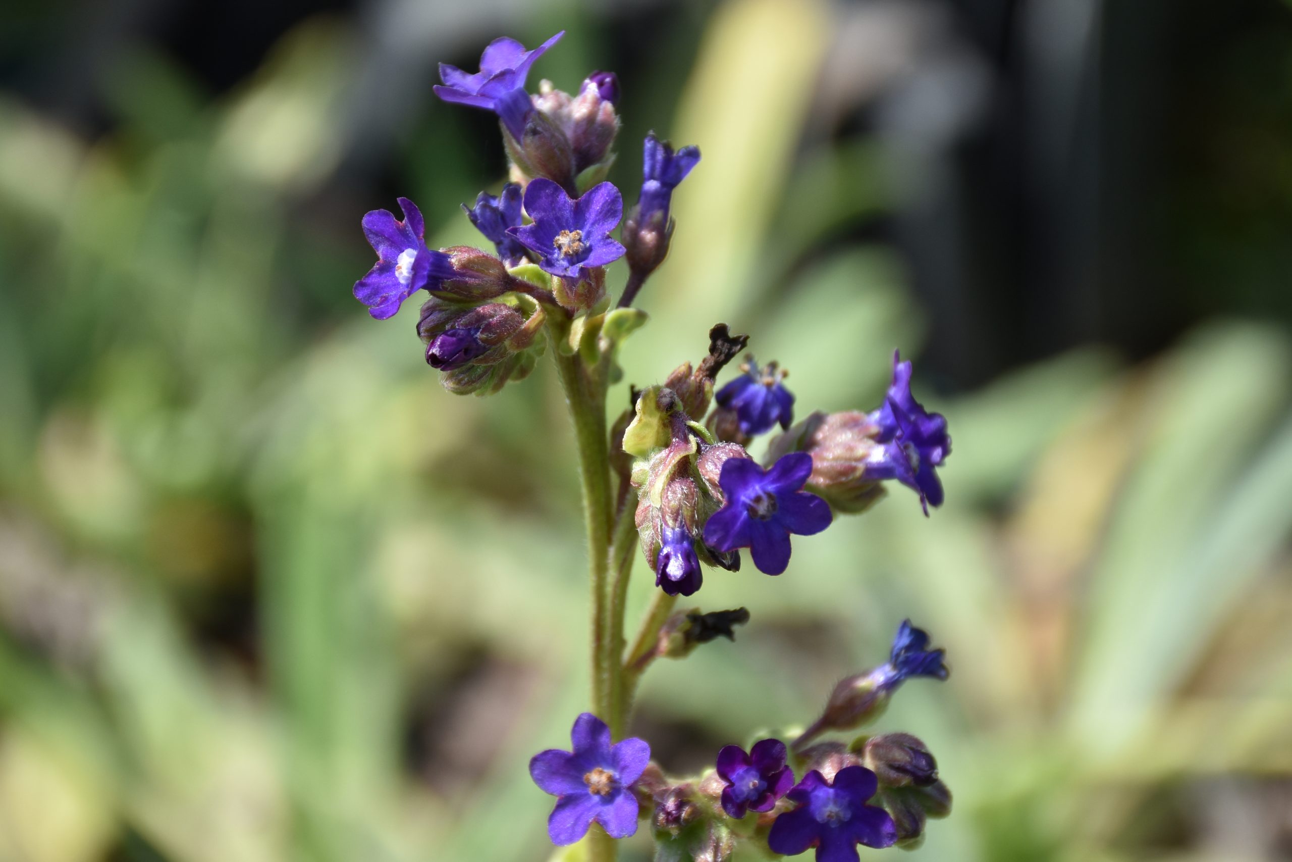 7447_anchusa_officinalis_XS_002.jpg