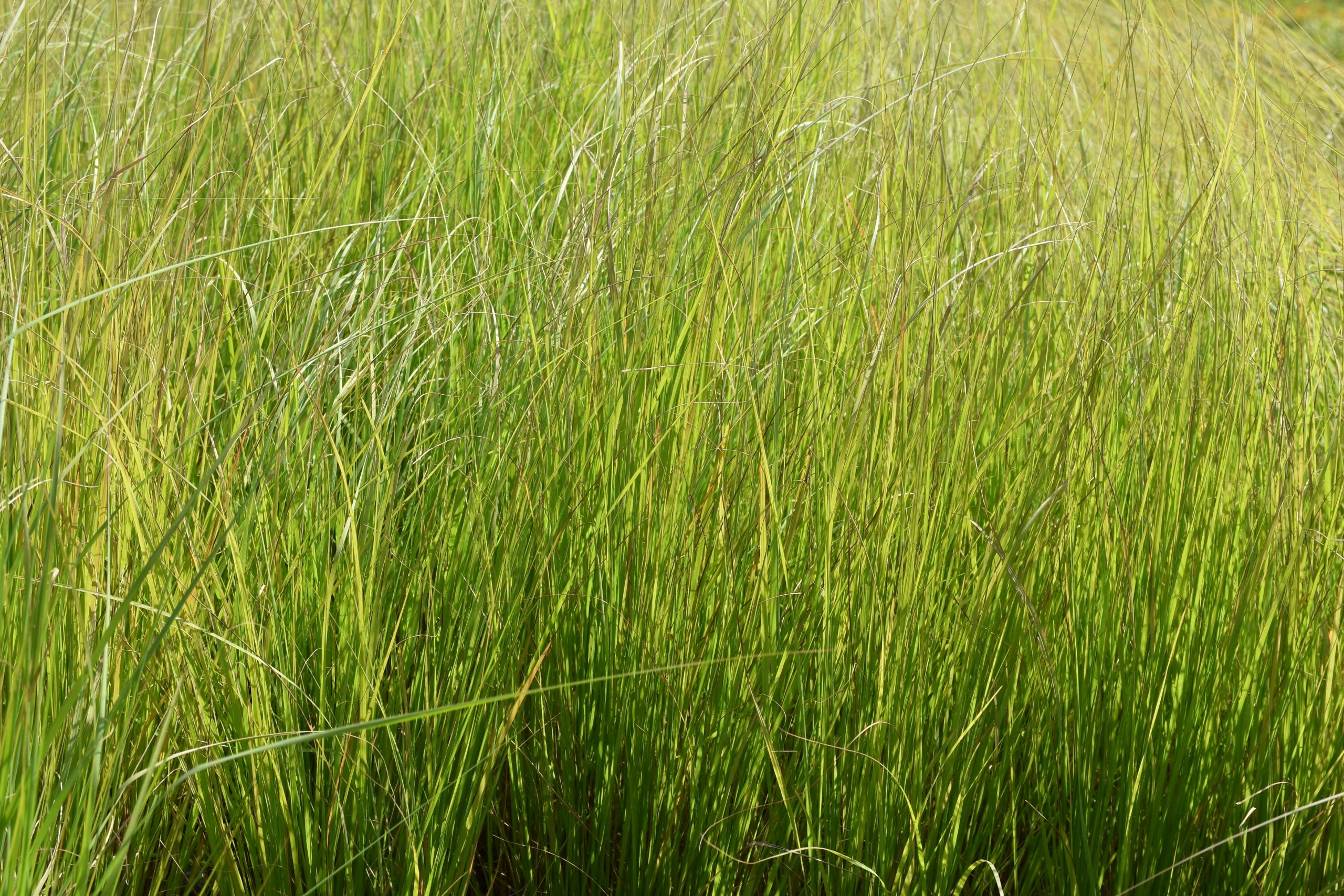 7451_eragrostis_curvula_XS_001.jpg