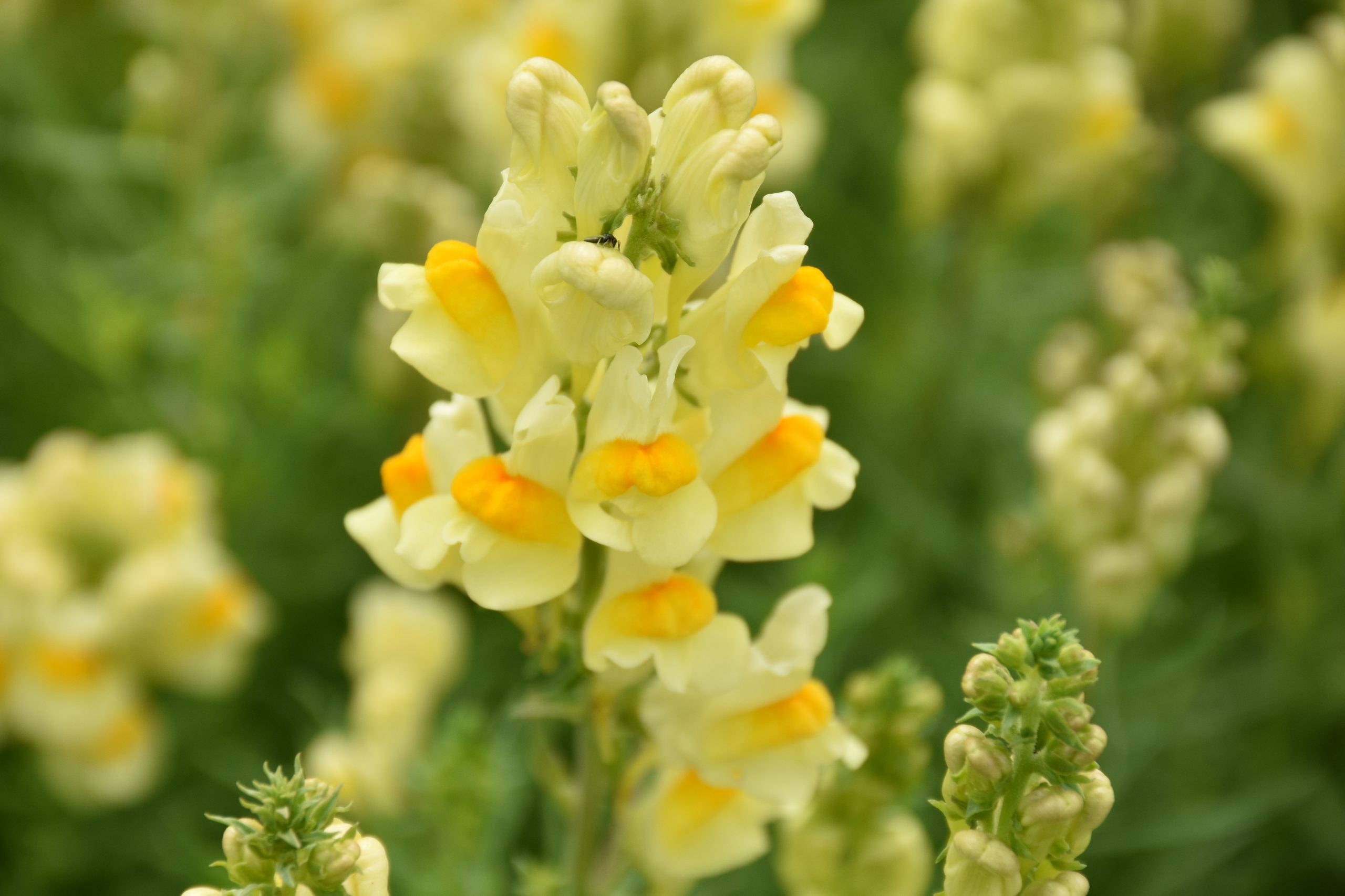 7453_linaria_vulgaris_XS_005.jpg