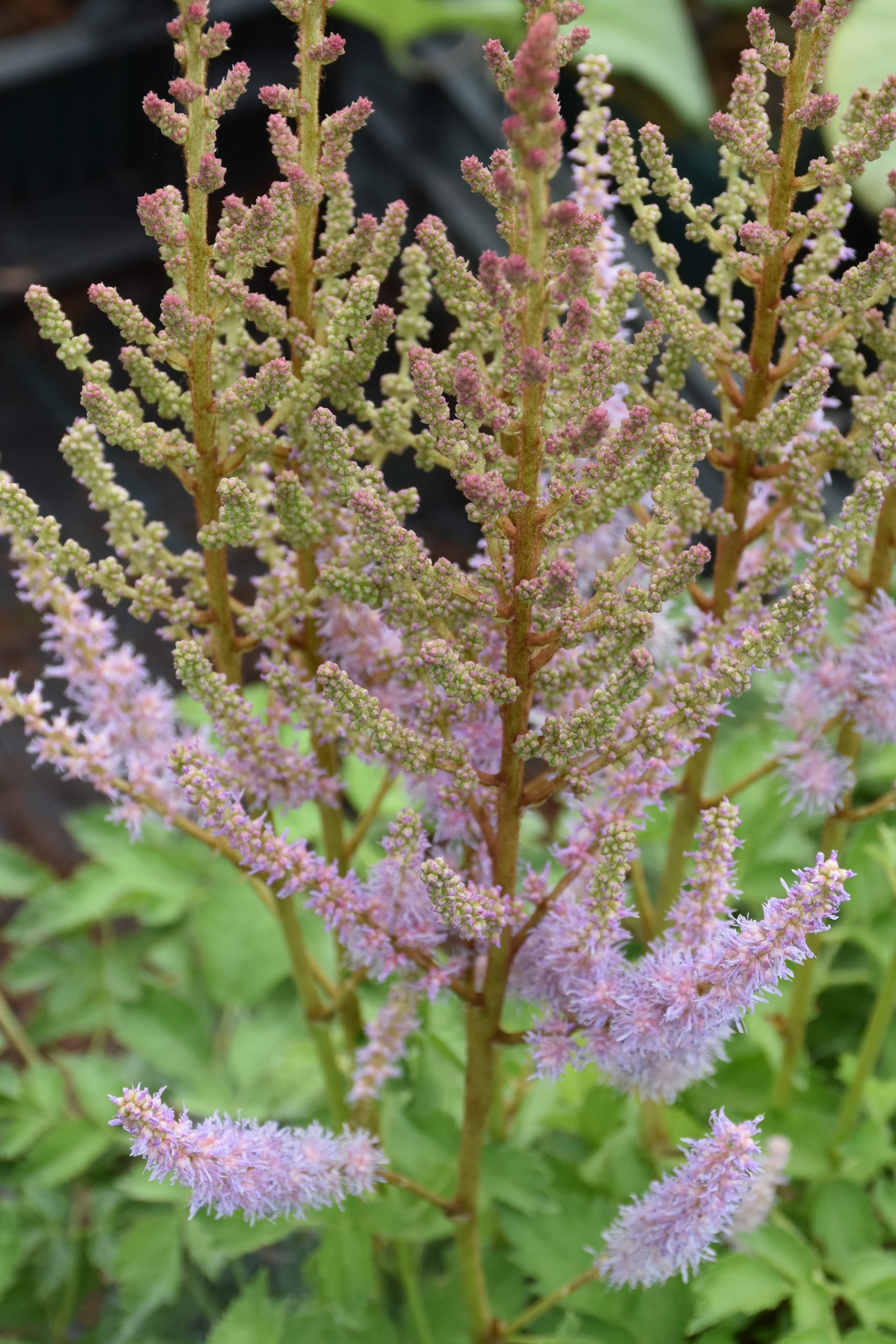 745_astilbe_chinensis_XS_003.jpeg