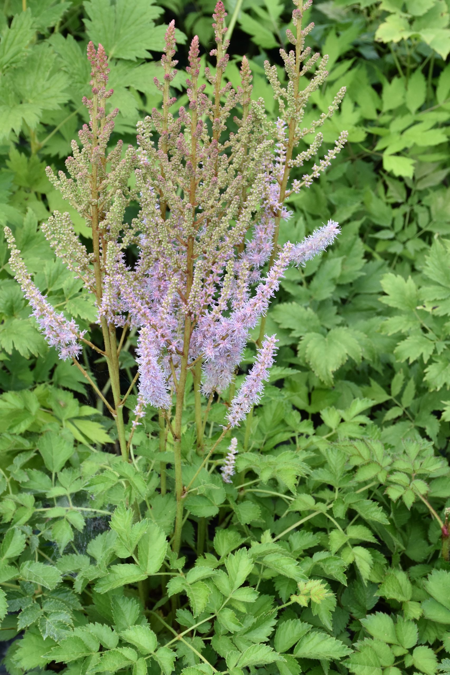 746_astilbe_chinensis_XS_004.jpeg