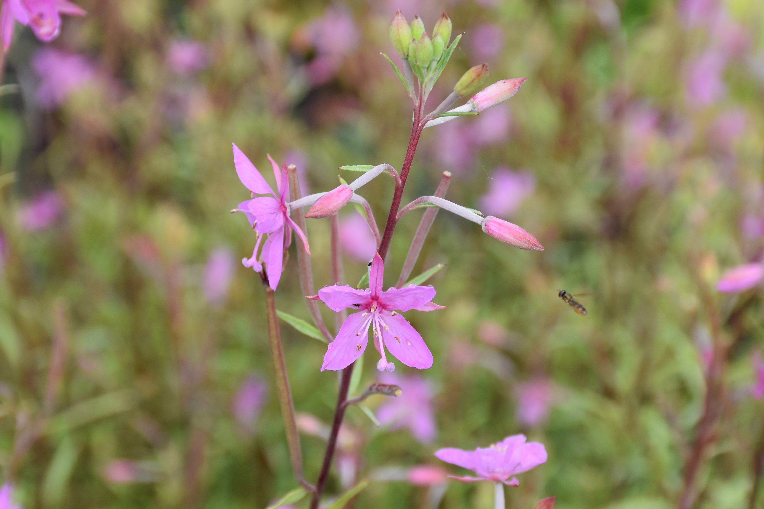 7487_epilobium_dodonaei_XS_005.jpg