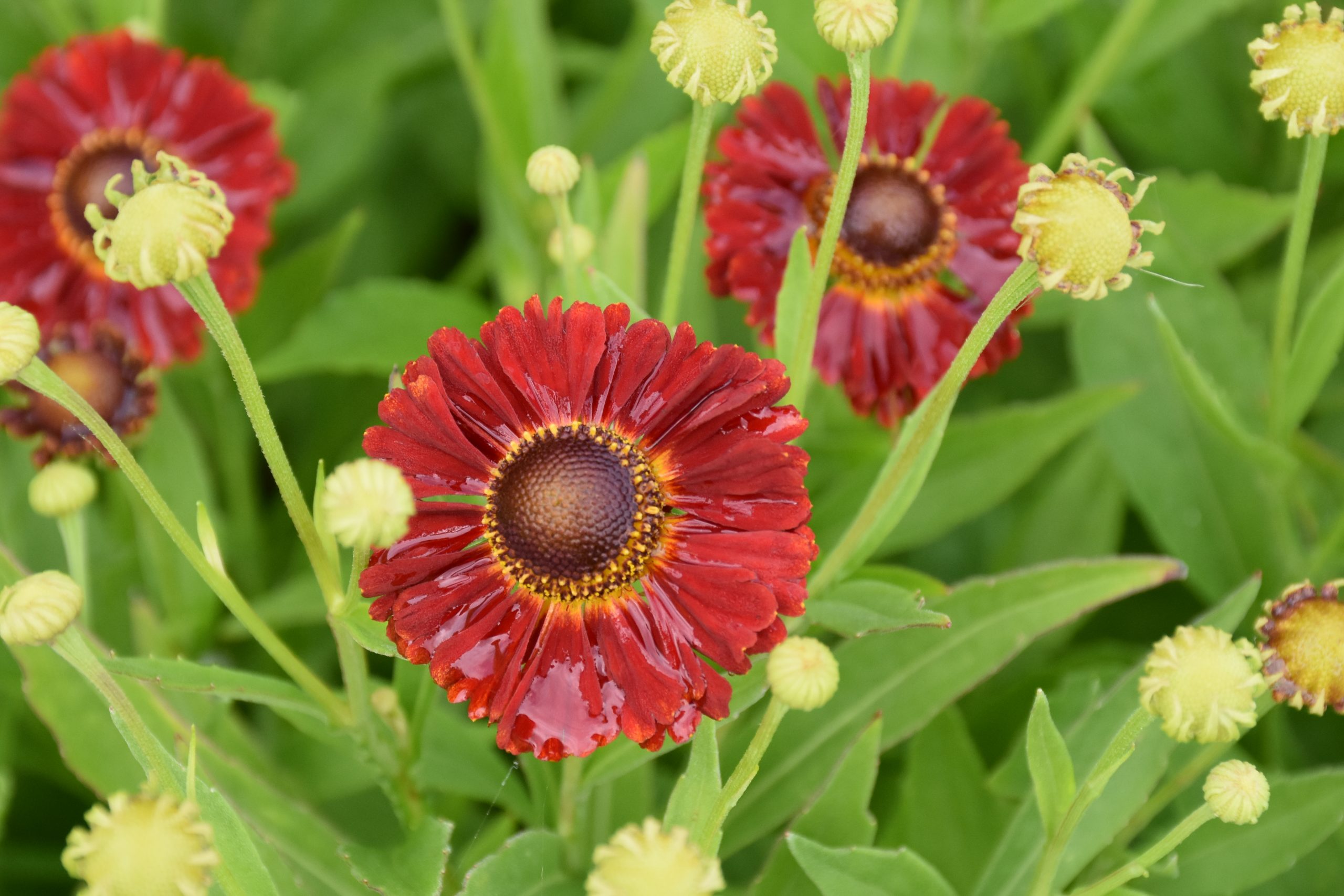 7490_helenium_cultorum_salsa_XS_002.jpg