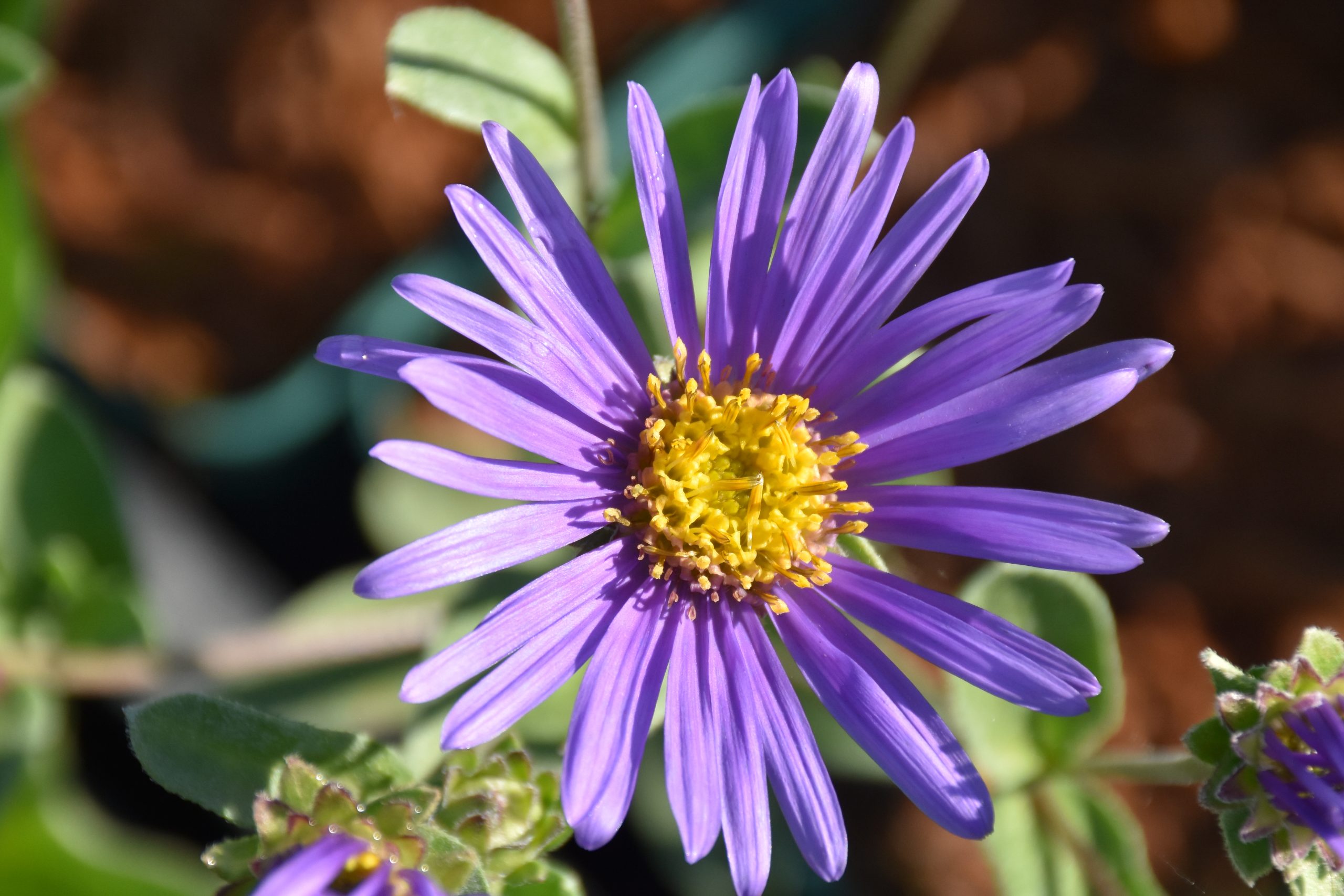 7500_aster_amellus_blue_king_XS_001.jpg
