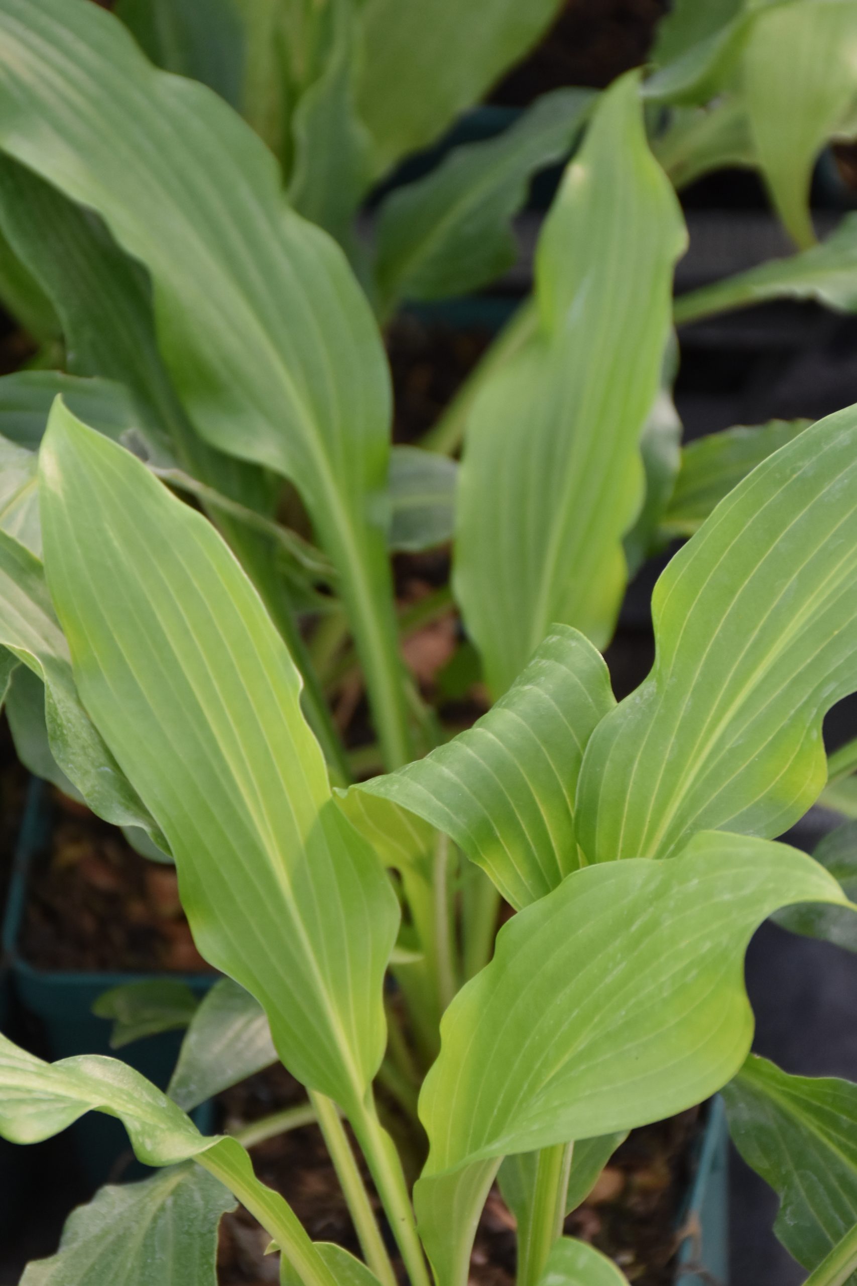 7507_hosta_cultorum_green_fountain_XS_001.jpg