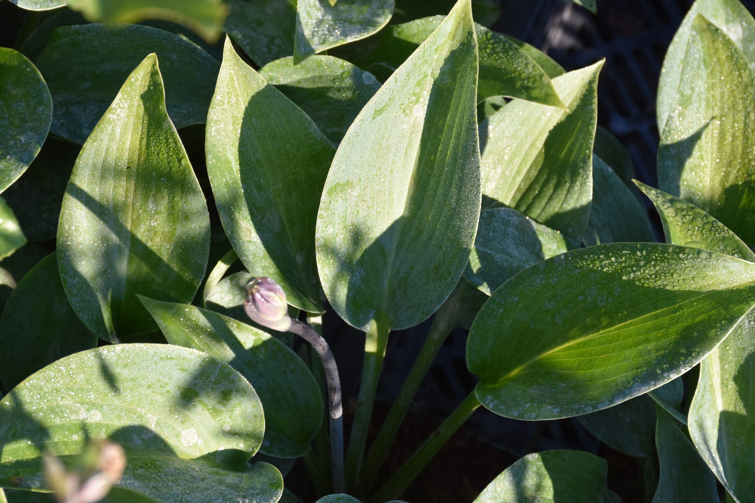 7511_hosta_tardiana_hadspen_blue_XS_001.jpg