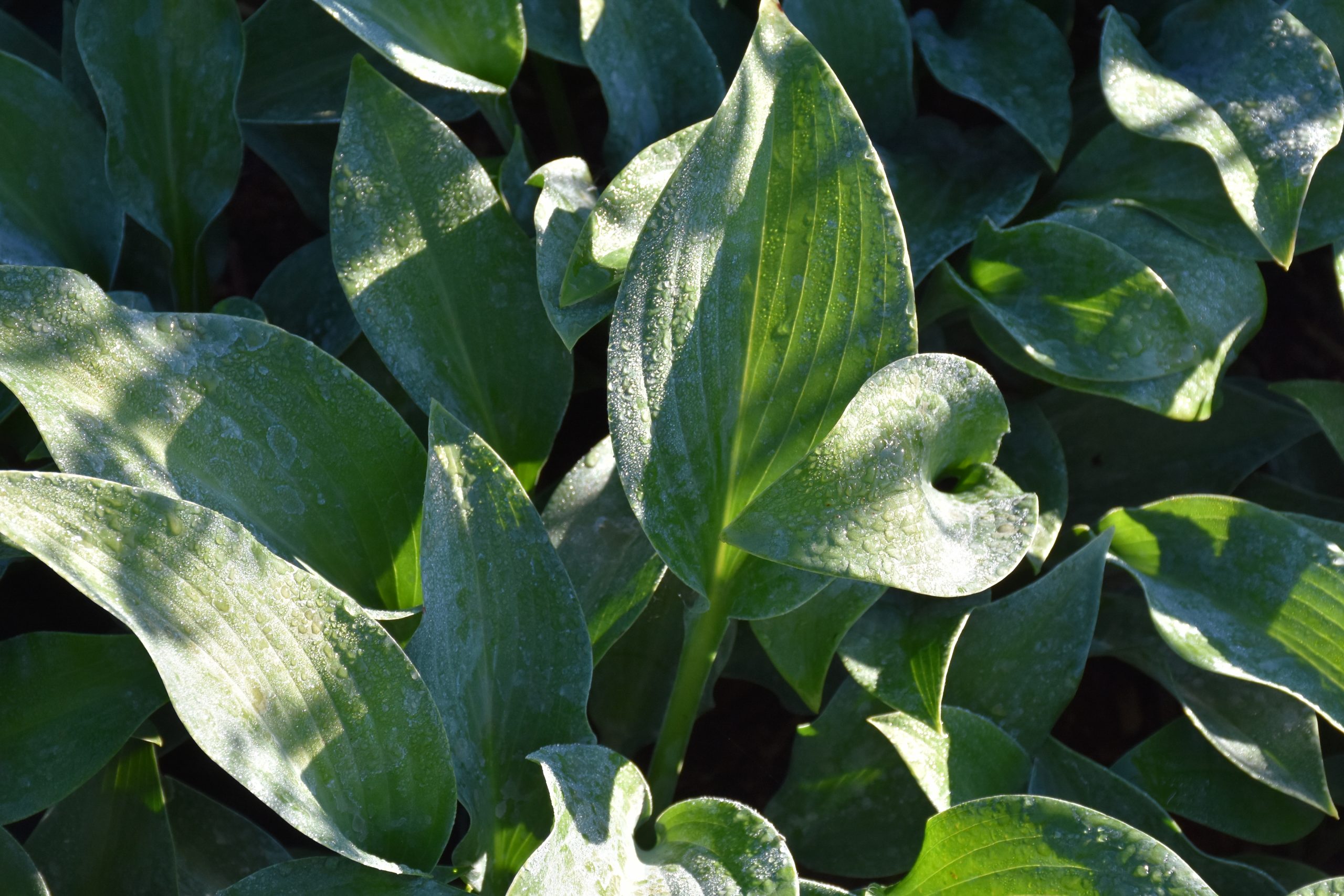 7512_hosta_tardiana_hadspen_blue_XS_002.jpg