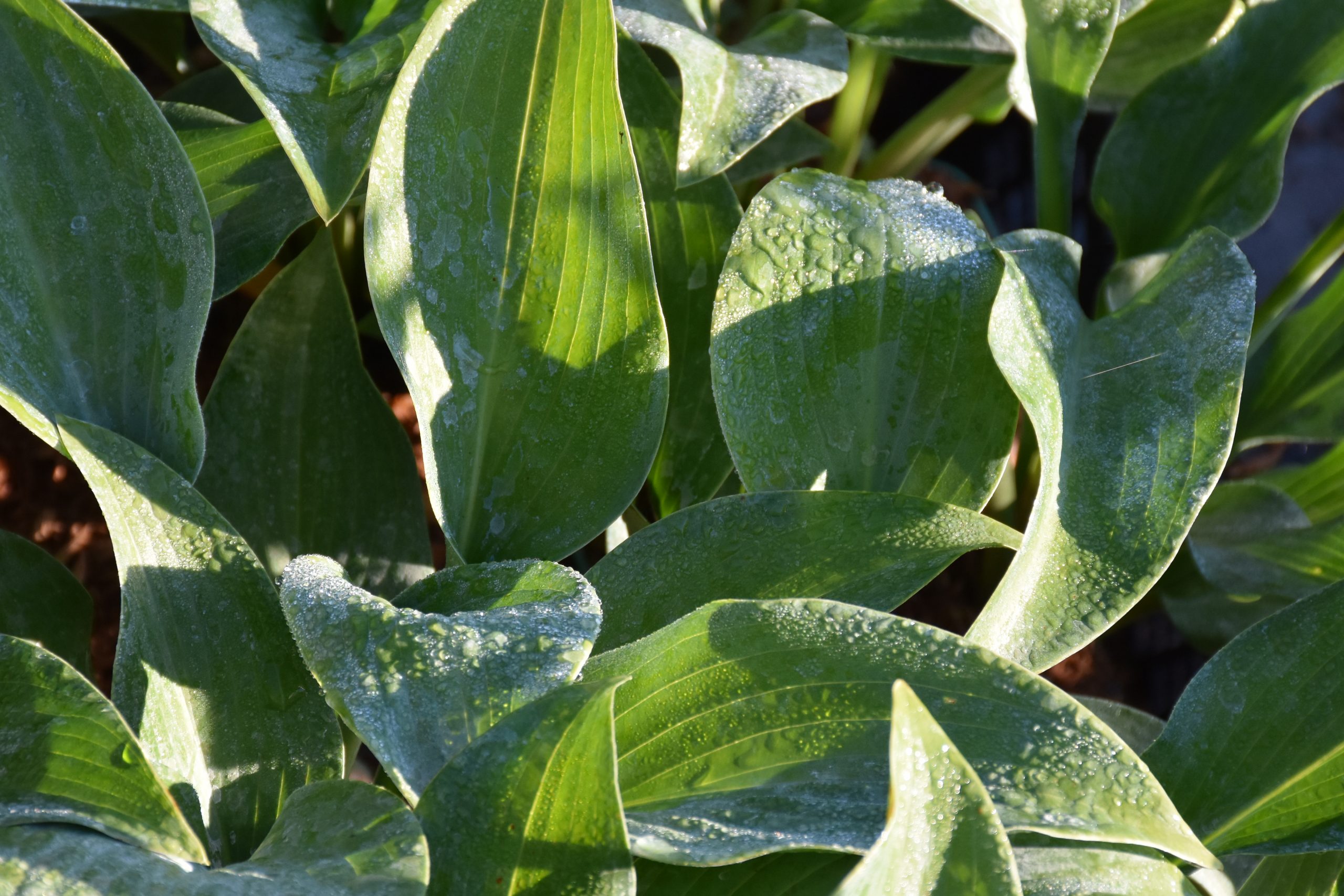 7513_hosta_tardiana_hadspen_blue_XS_003.jpg