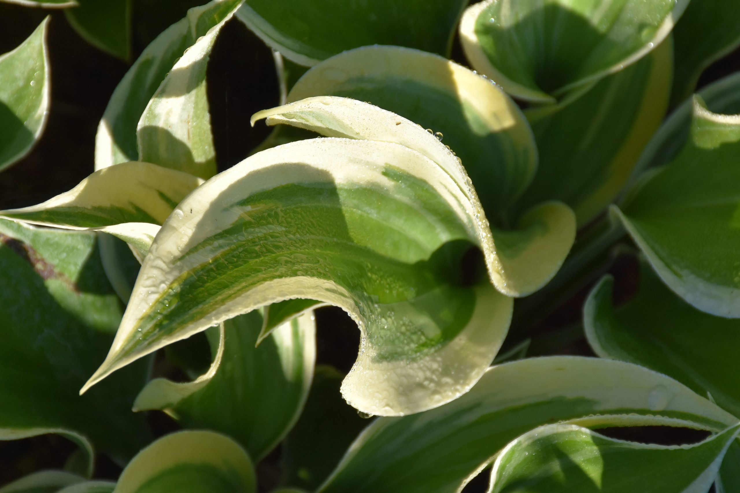 7519_hosta_fluctuans_sagae_XS_003.jpg