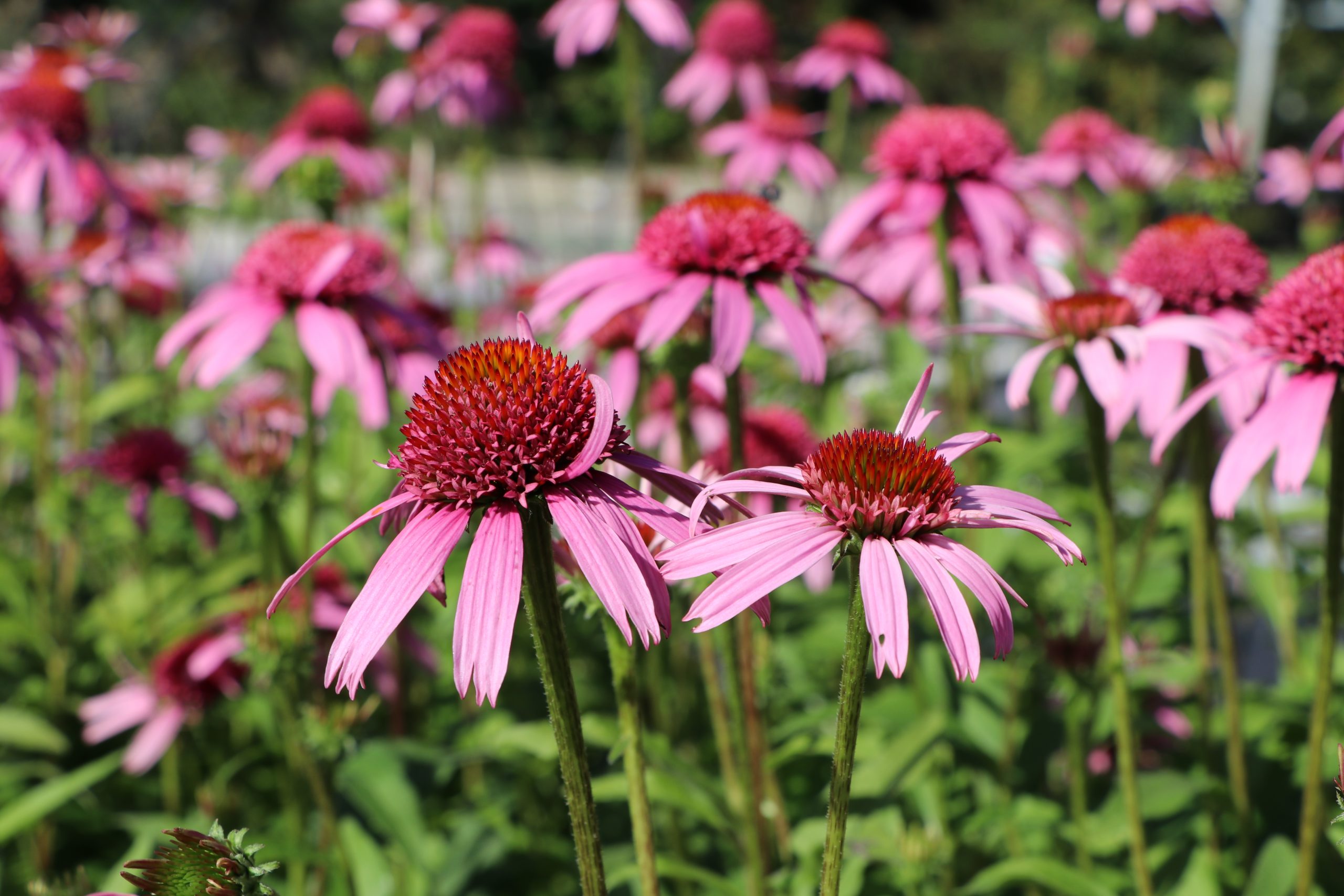 7553_echinacea_purpurea_pink_double_delight_BG_004.jpg