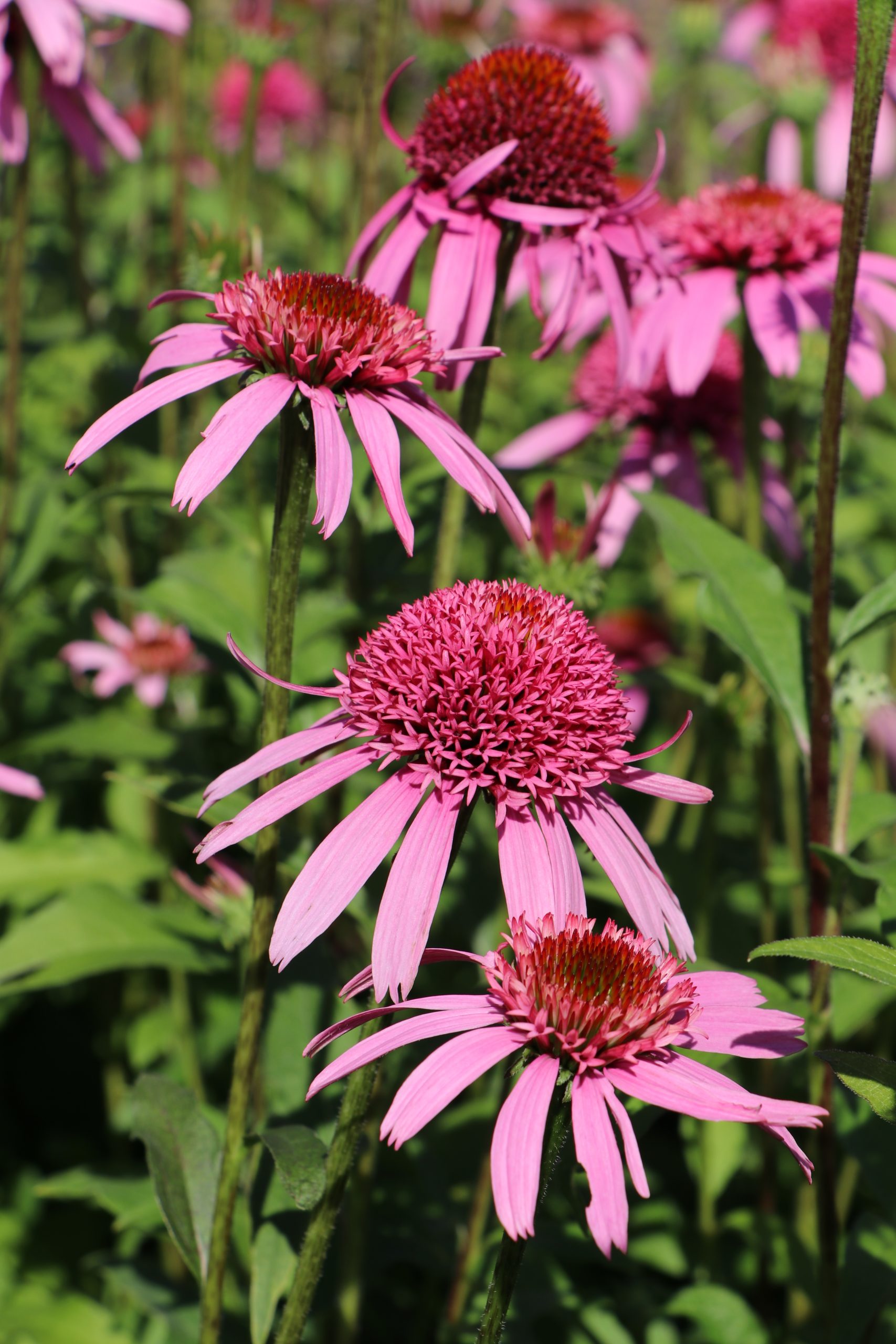 7554_echinacea_purpurea_pink_double_delight_BG_005.jpg