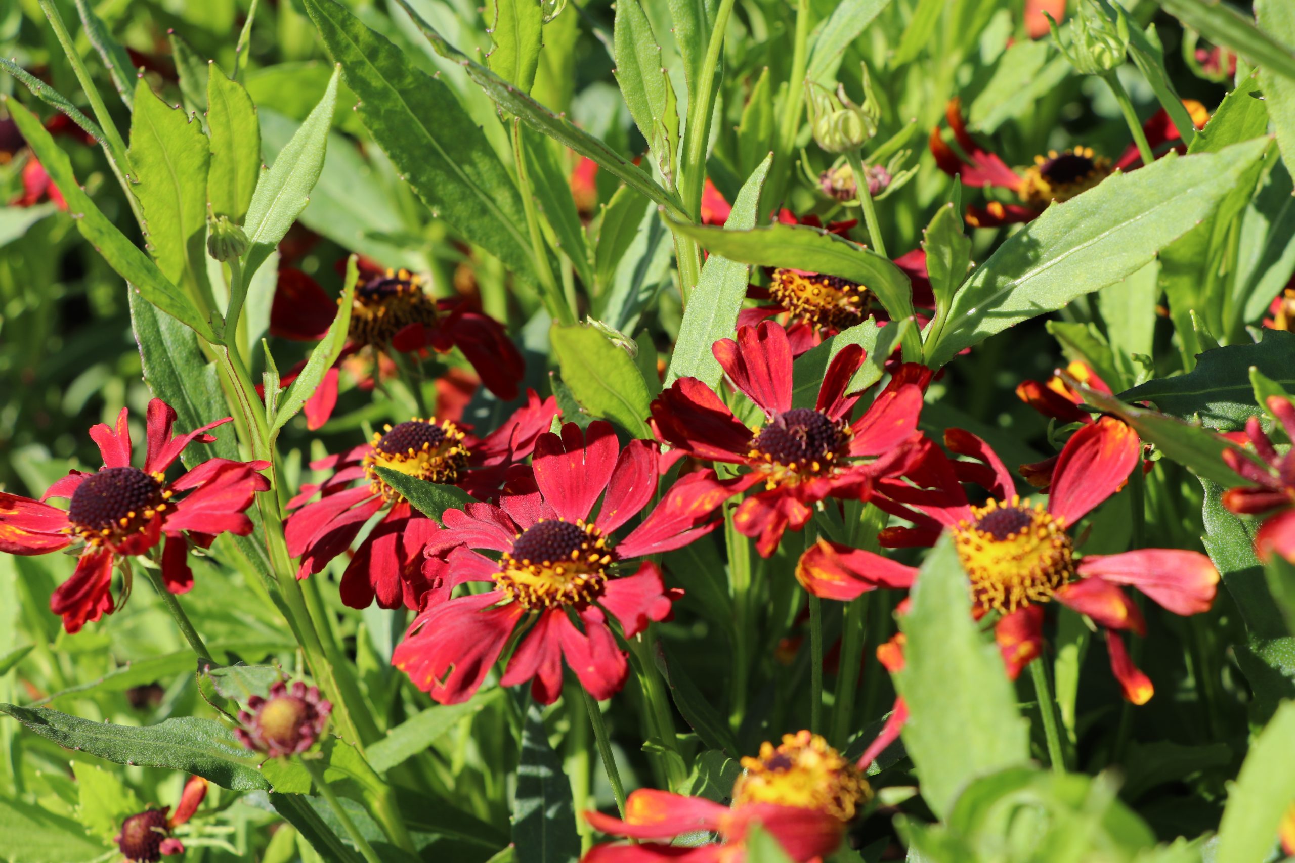 7564_helenium_cultorum_rubinzwerg_BG_003.jpg