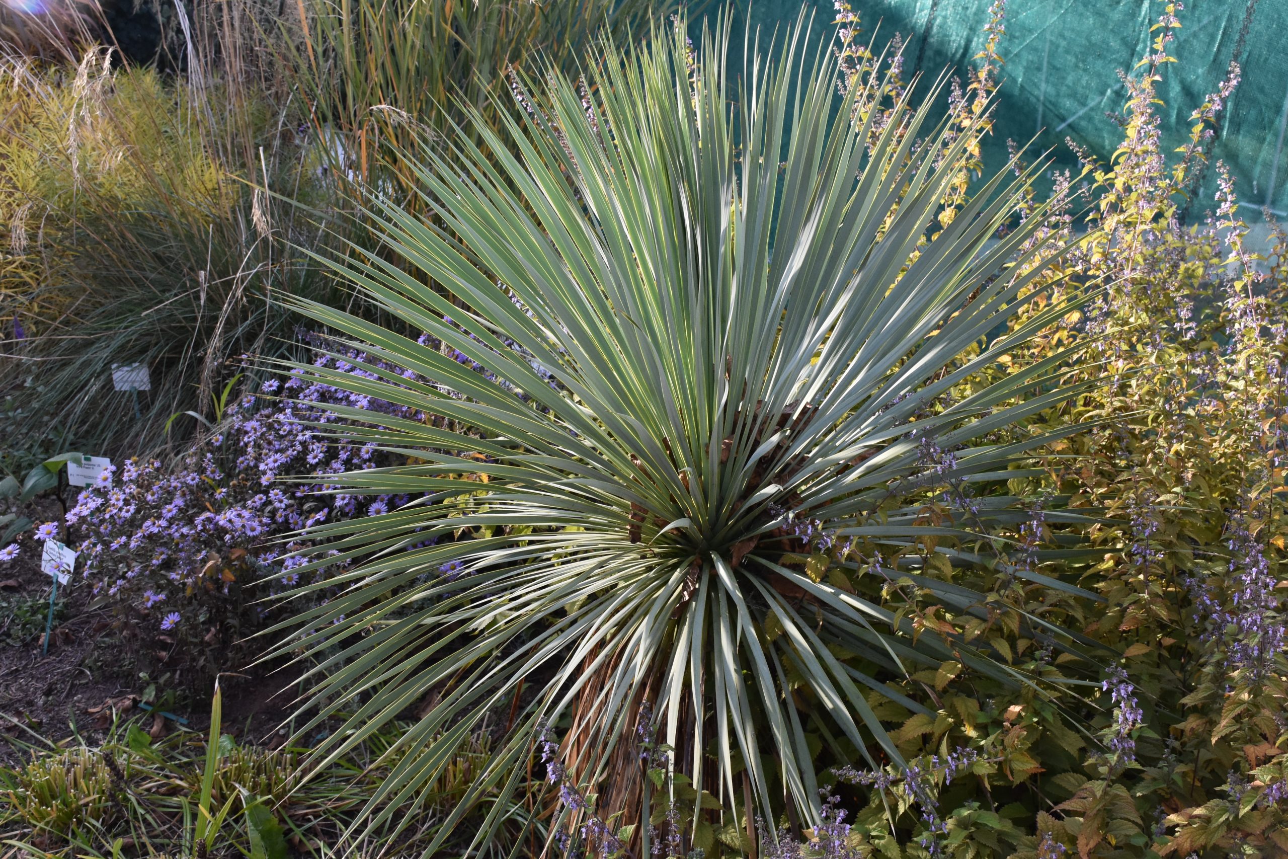 7587_yucca_rostrata_XS_001.jpg