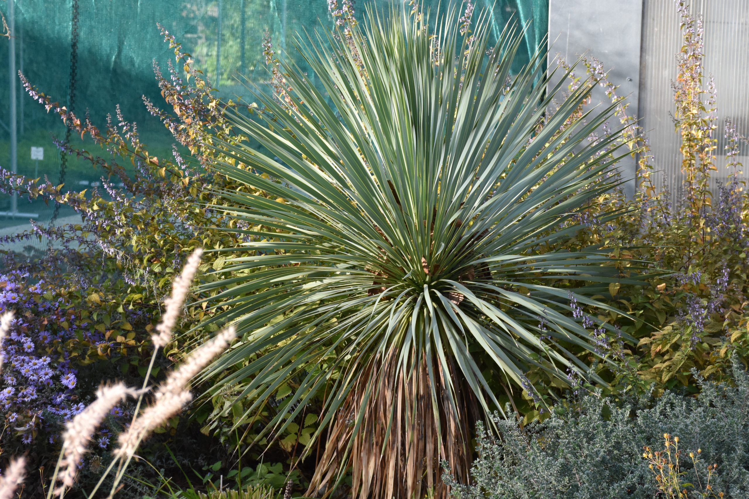 7588_yucca_rostrata_XS_002.jpg