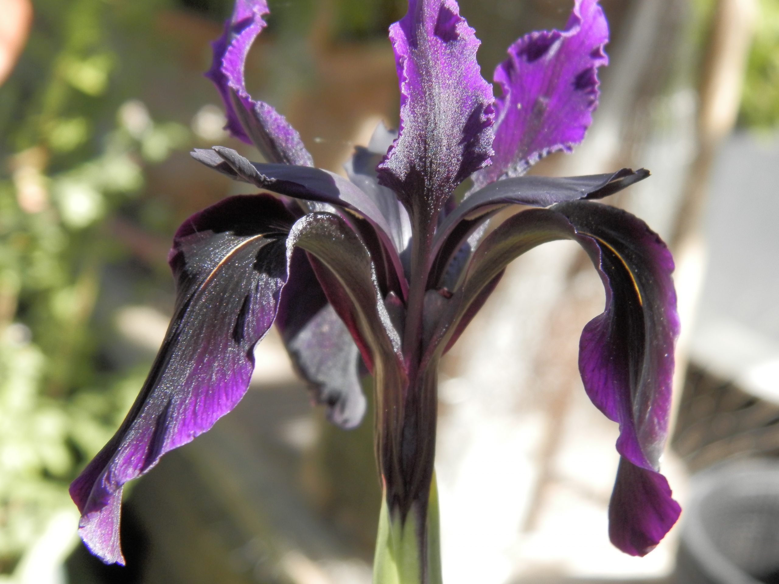 7590_iris_chrysographes_black_form_XS_001.jpg