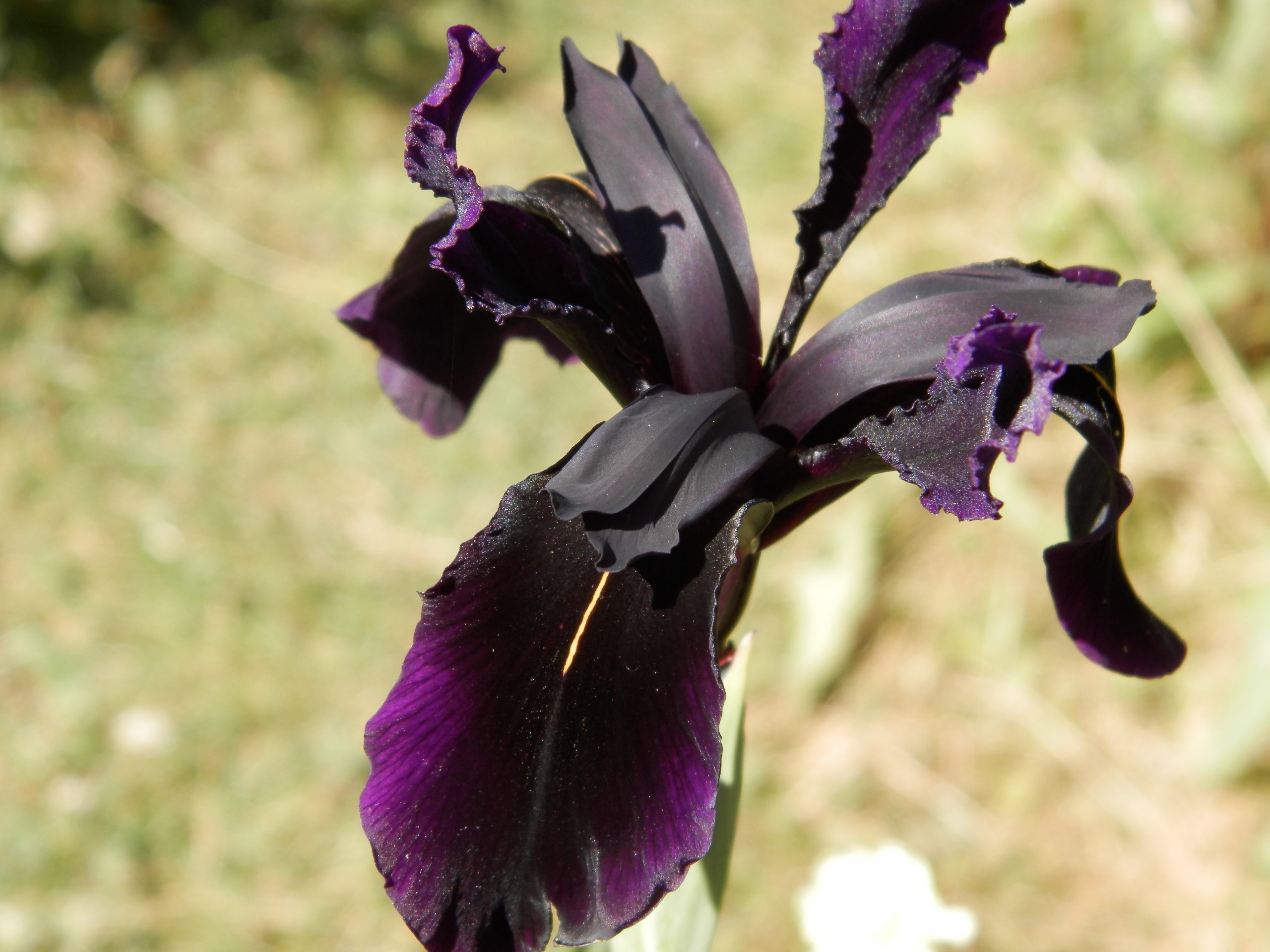 7591_iris_chrysographes_black_form_XS_002.jpg