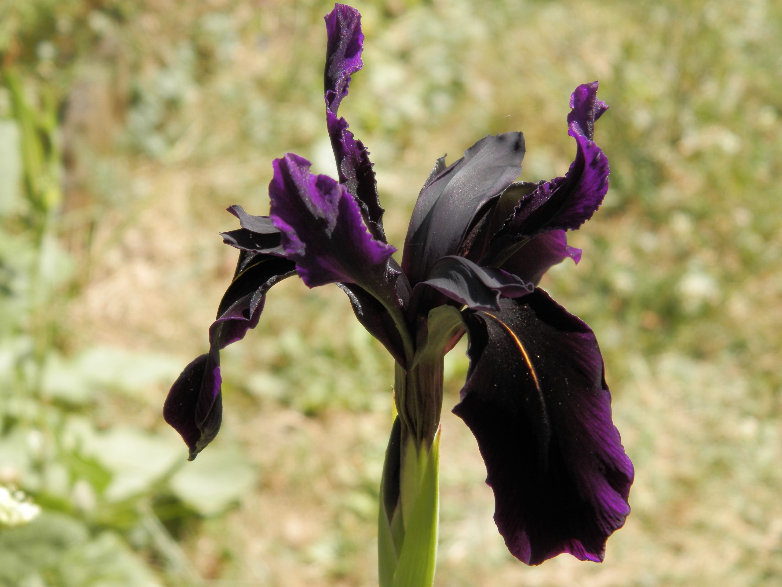 7592_iris_chrysographes_black_form_XS_003.jpg