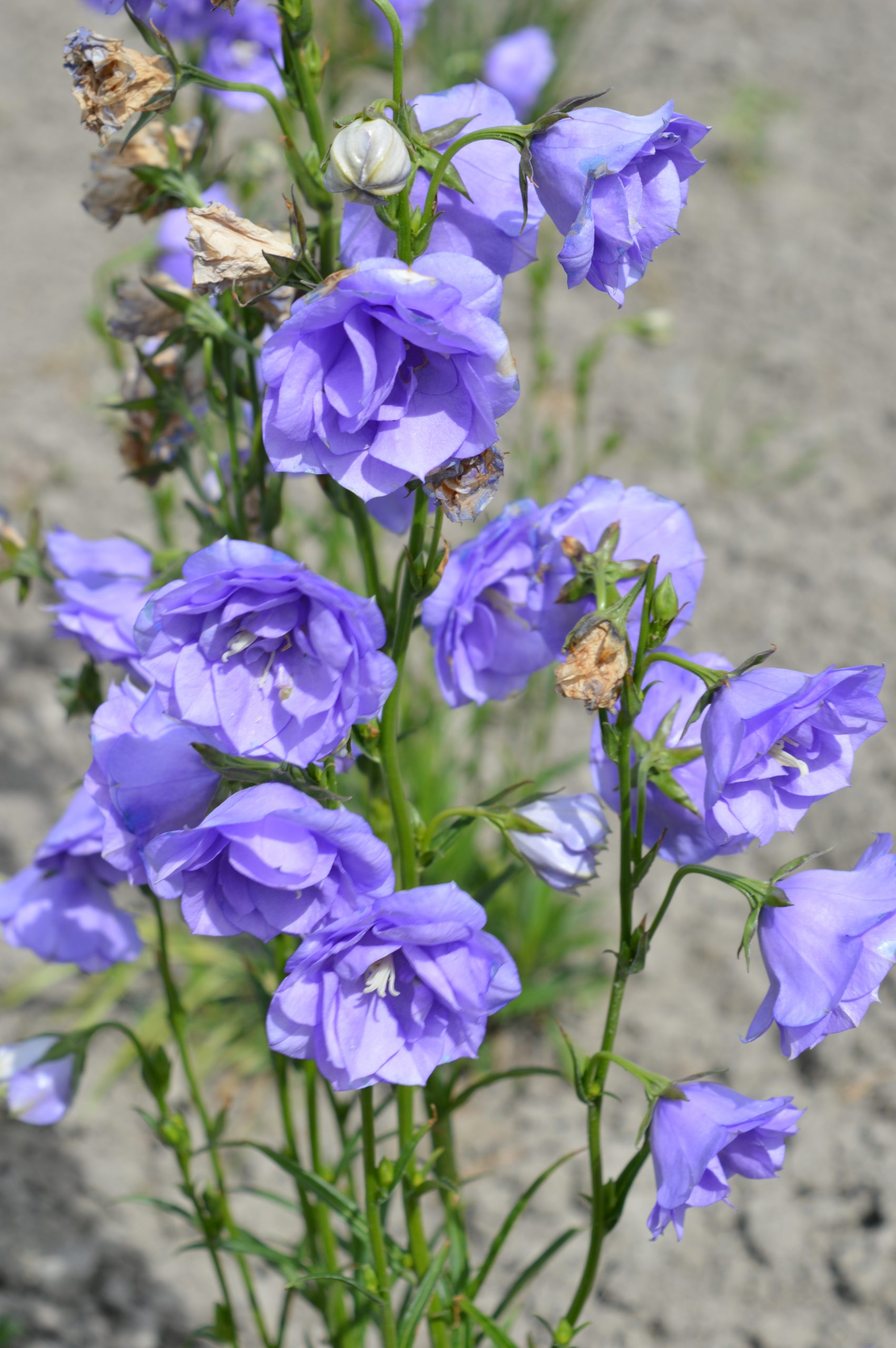 7602_campanula_persicifolia_la_belle_SS_001.jpg