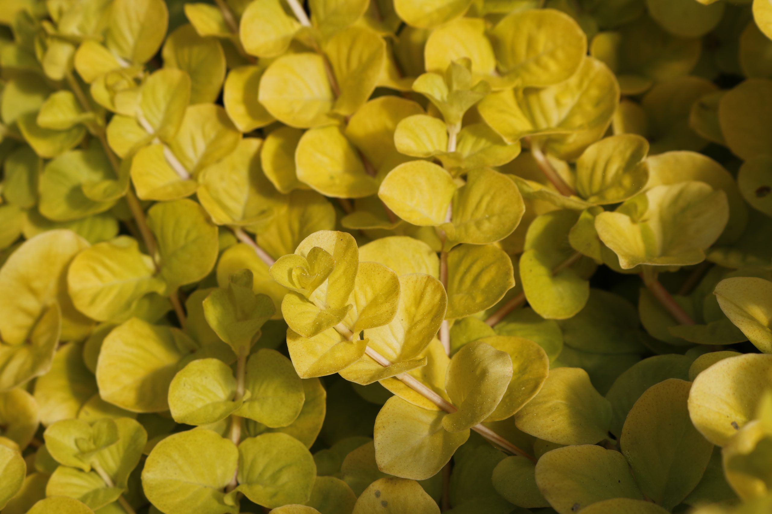 7612_lysimachia_nummularia_aurea_XS_002.jpg