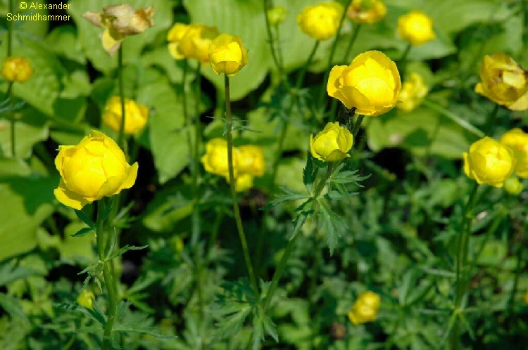 7616_trollius_europaeus_XS_001.jpg