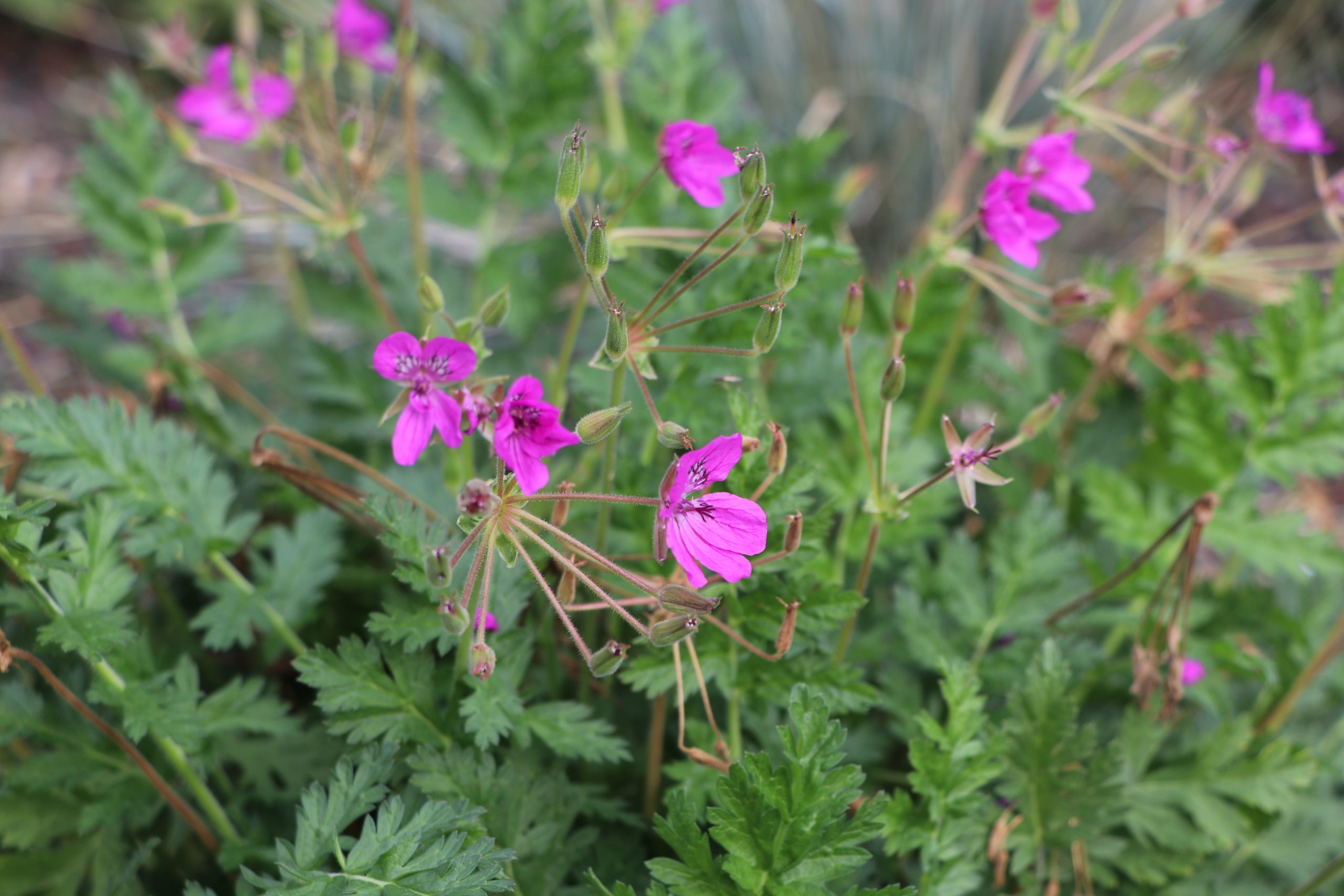 7623_erodium_manescavii_BG_001.jpg