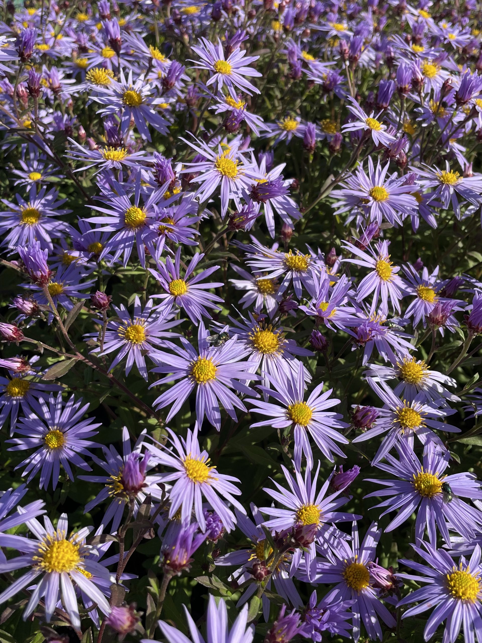7633_aster_ageratoides_js_eleven_purple_BG_005.jpg