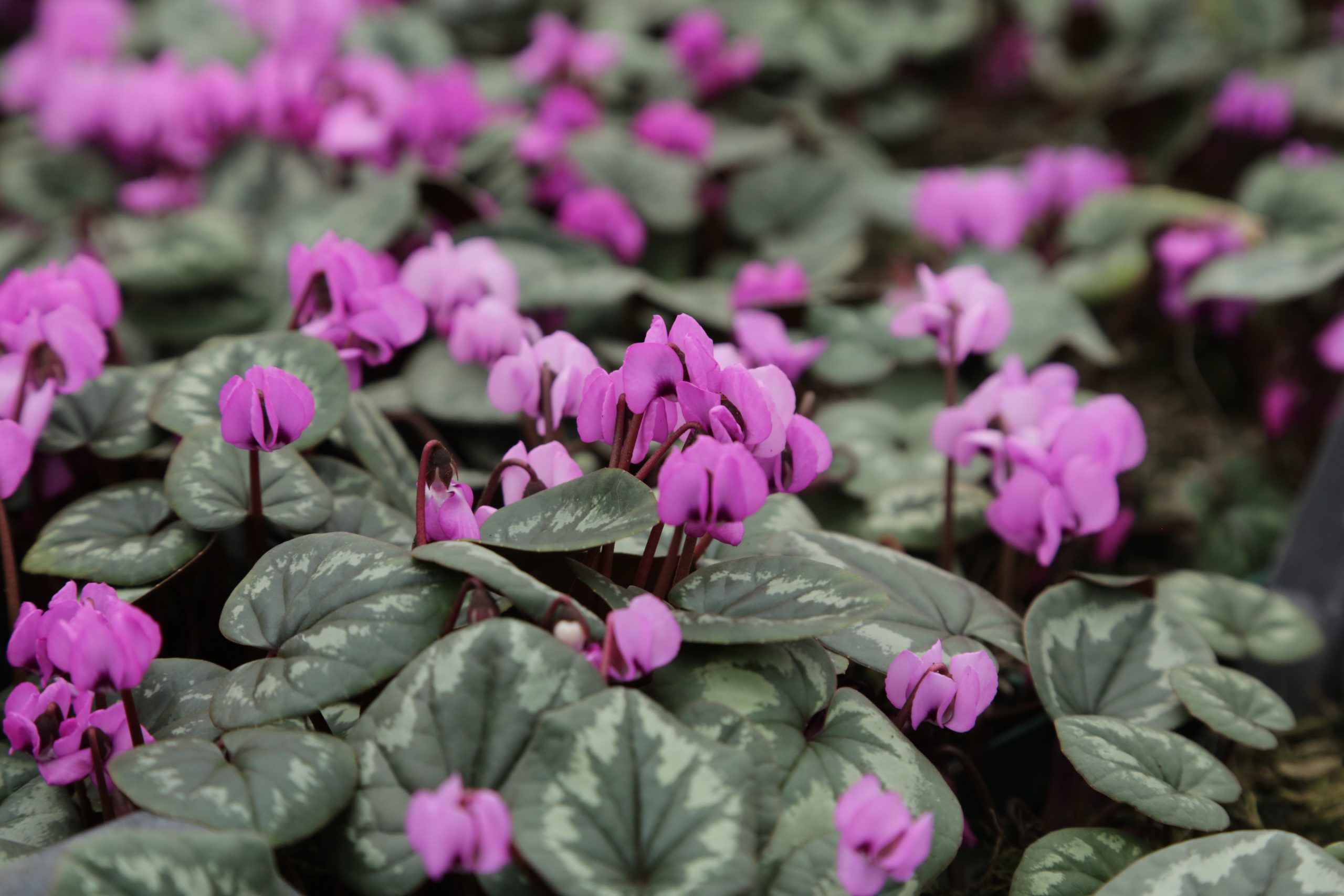 7641_cyclamen_coum_BG_003.jpg