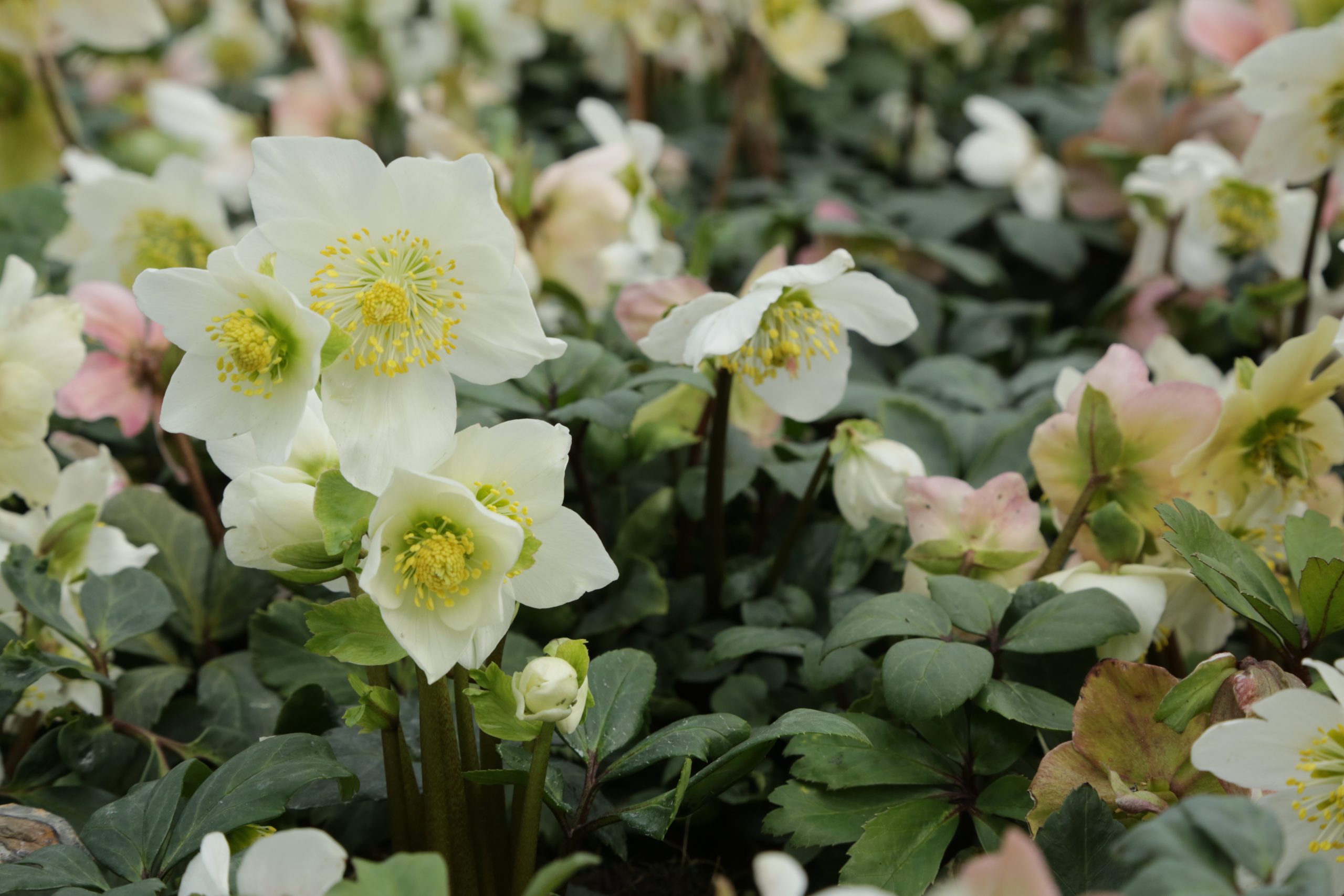 7649_helleborus_niger_BG_005.jpg