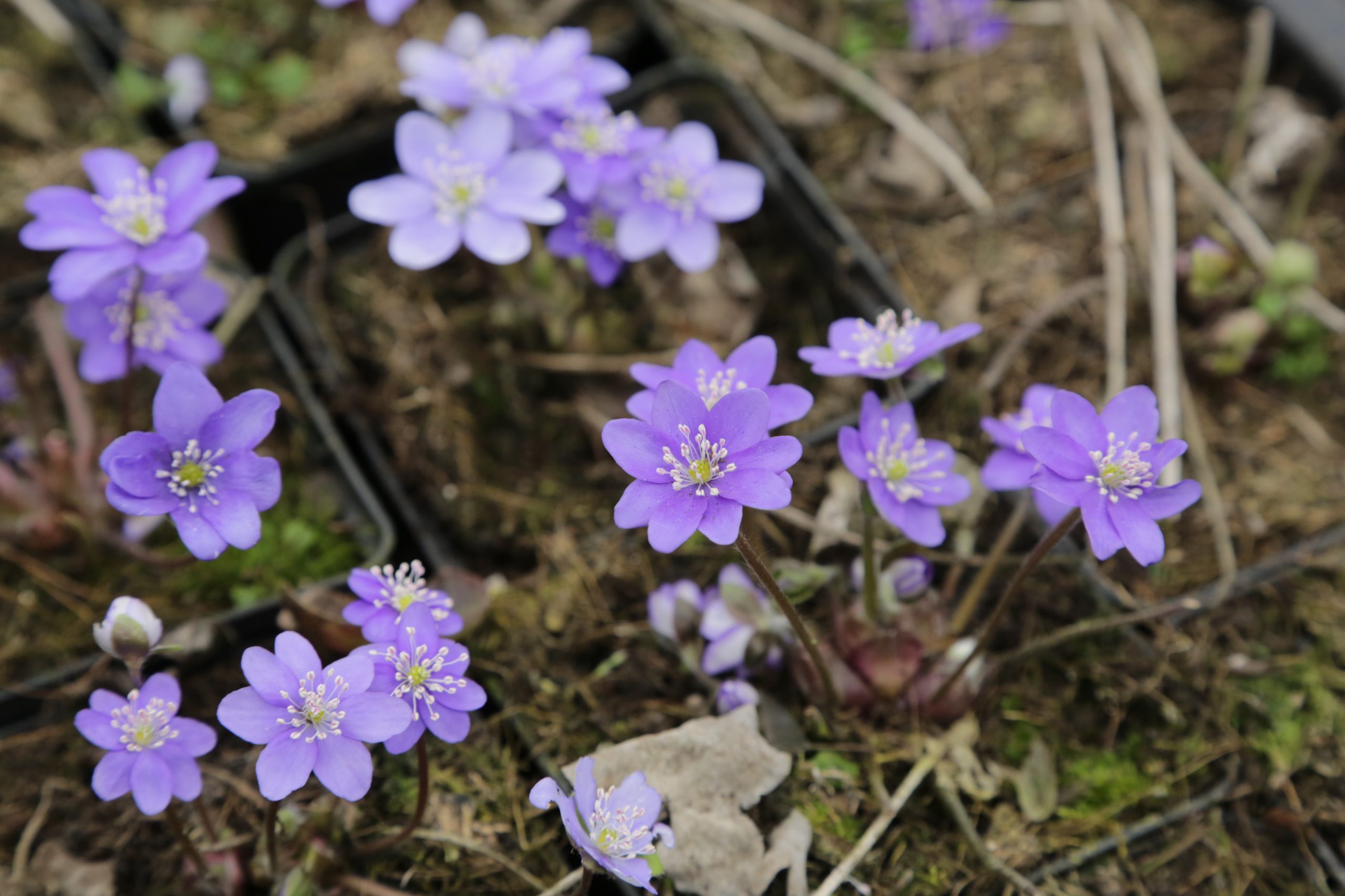 7651_hepatica_nobilis_BG_006.jpg