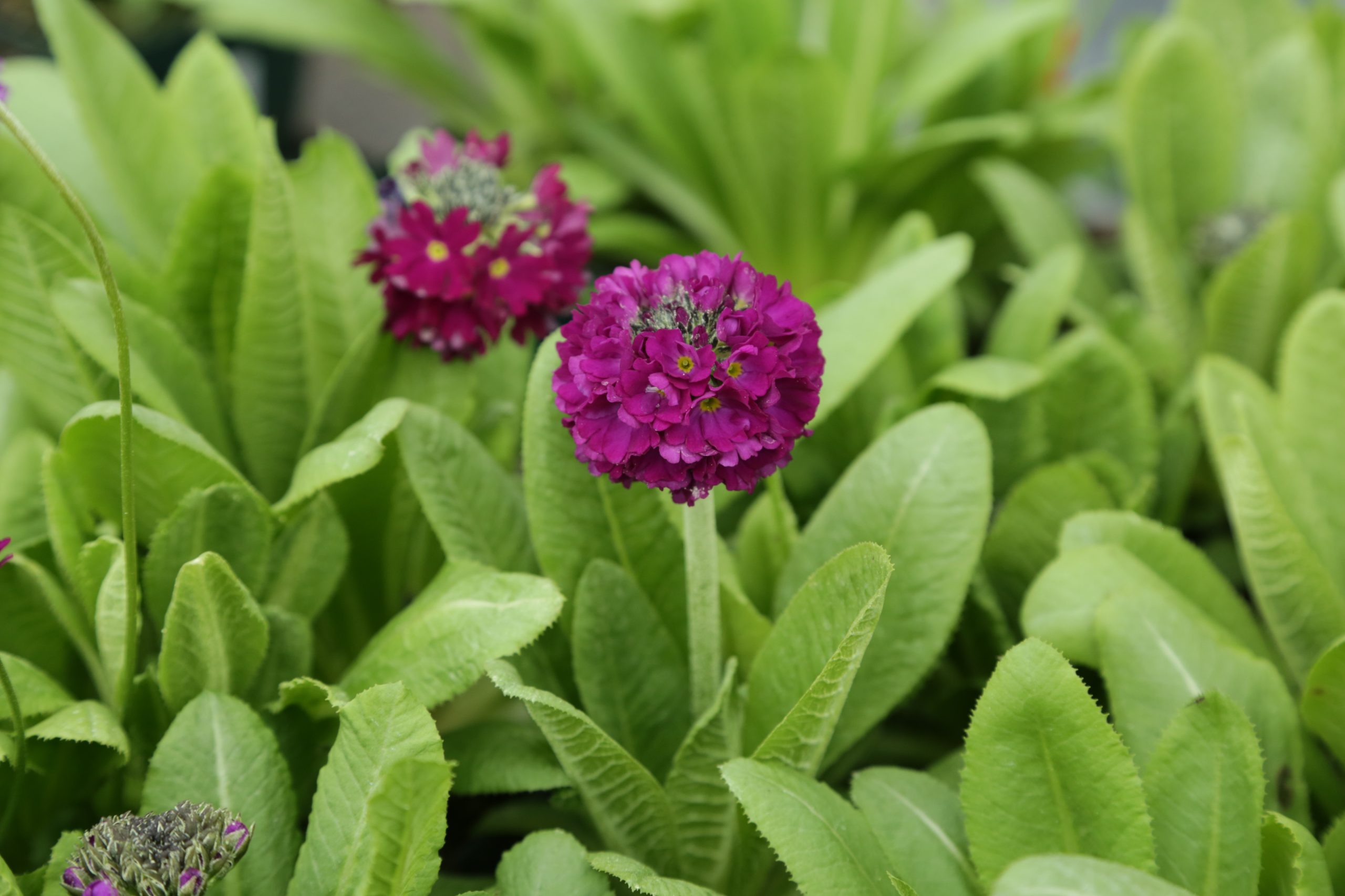7654_primula_denticulata_rubin_BG_003.jpg