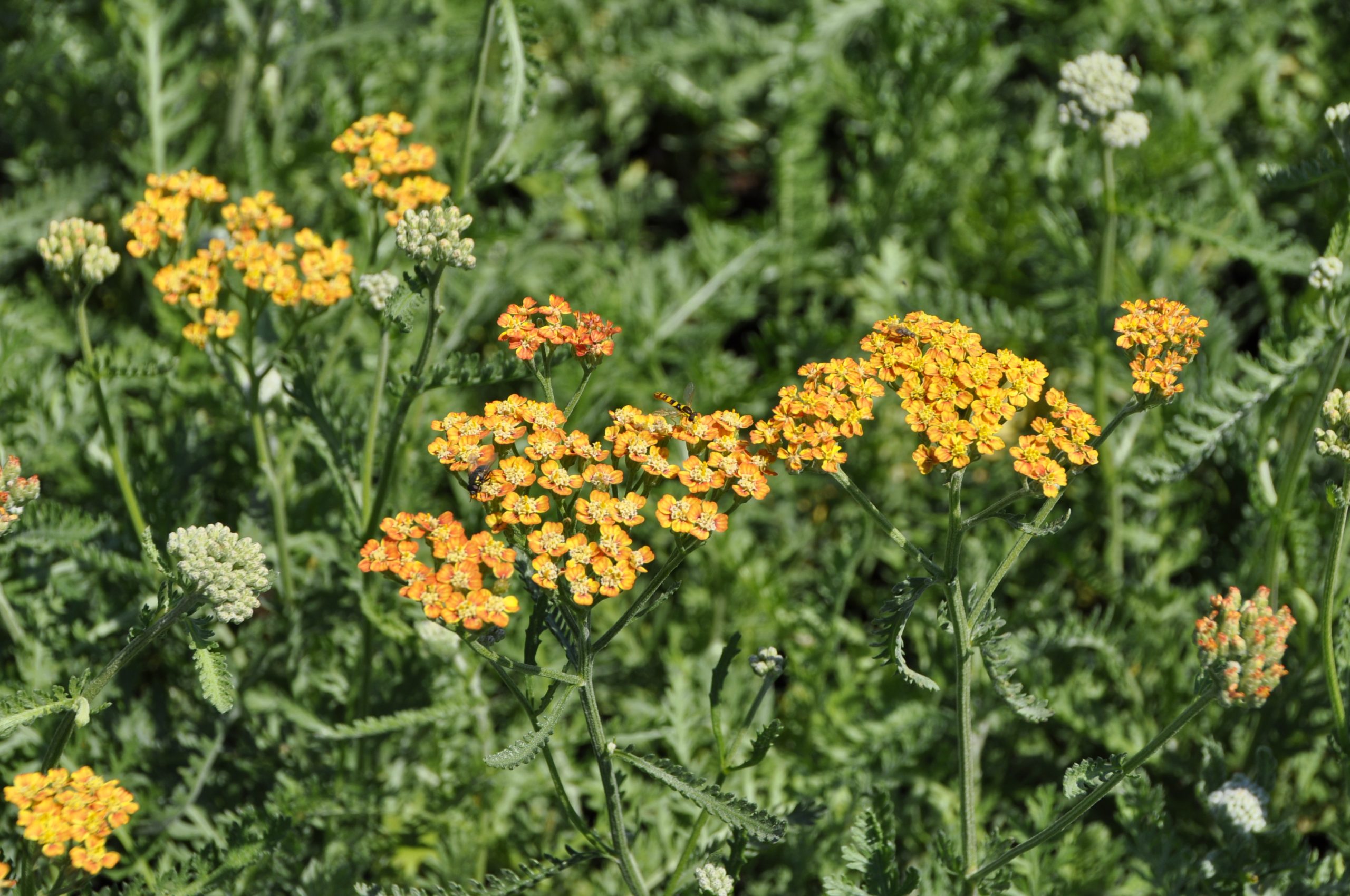 7659_achillea_millefolium_terracotta_BG_003.jpg