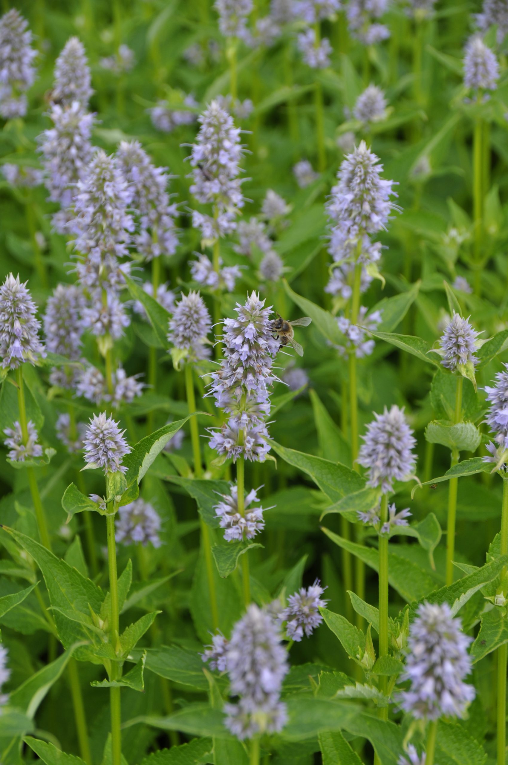 7674_agastache_rugosa_blue_fortune_BG_006.jpg