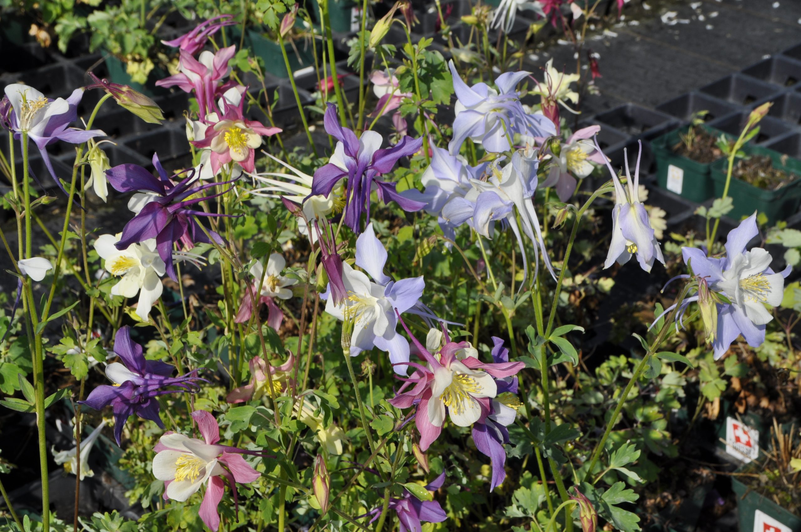 7685_aquilegia_caerulea_mckana_BG_002.jpg