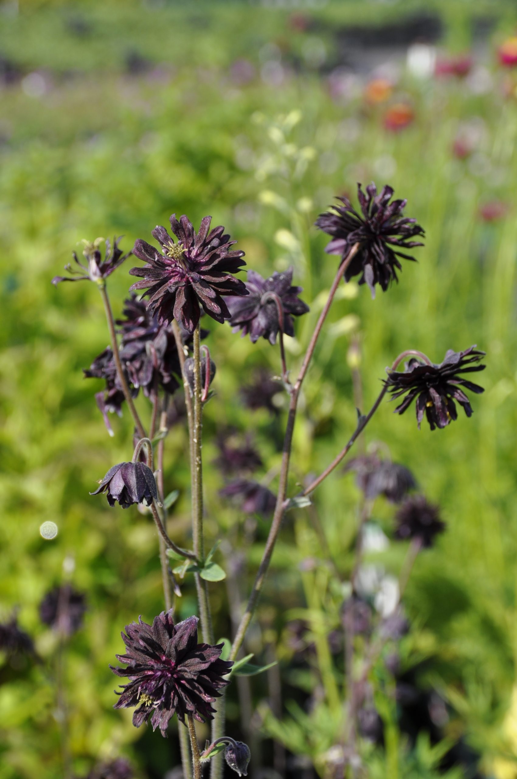 7687_aquilegia_cultorum_black_barlow_BG_003.jpg