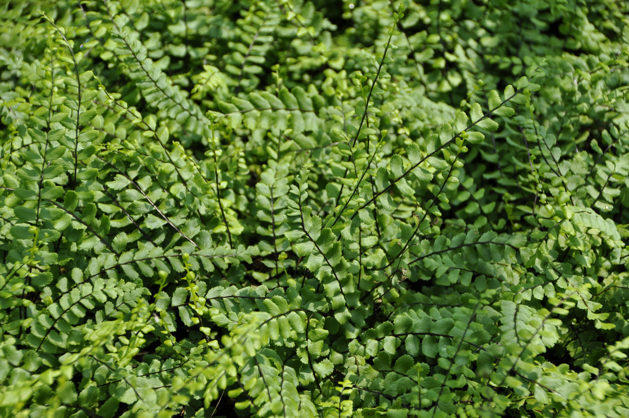 7697_asplenium_trichomanes_BG_005.jpg