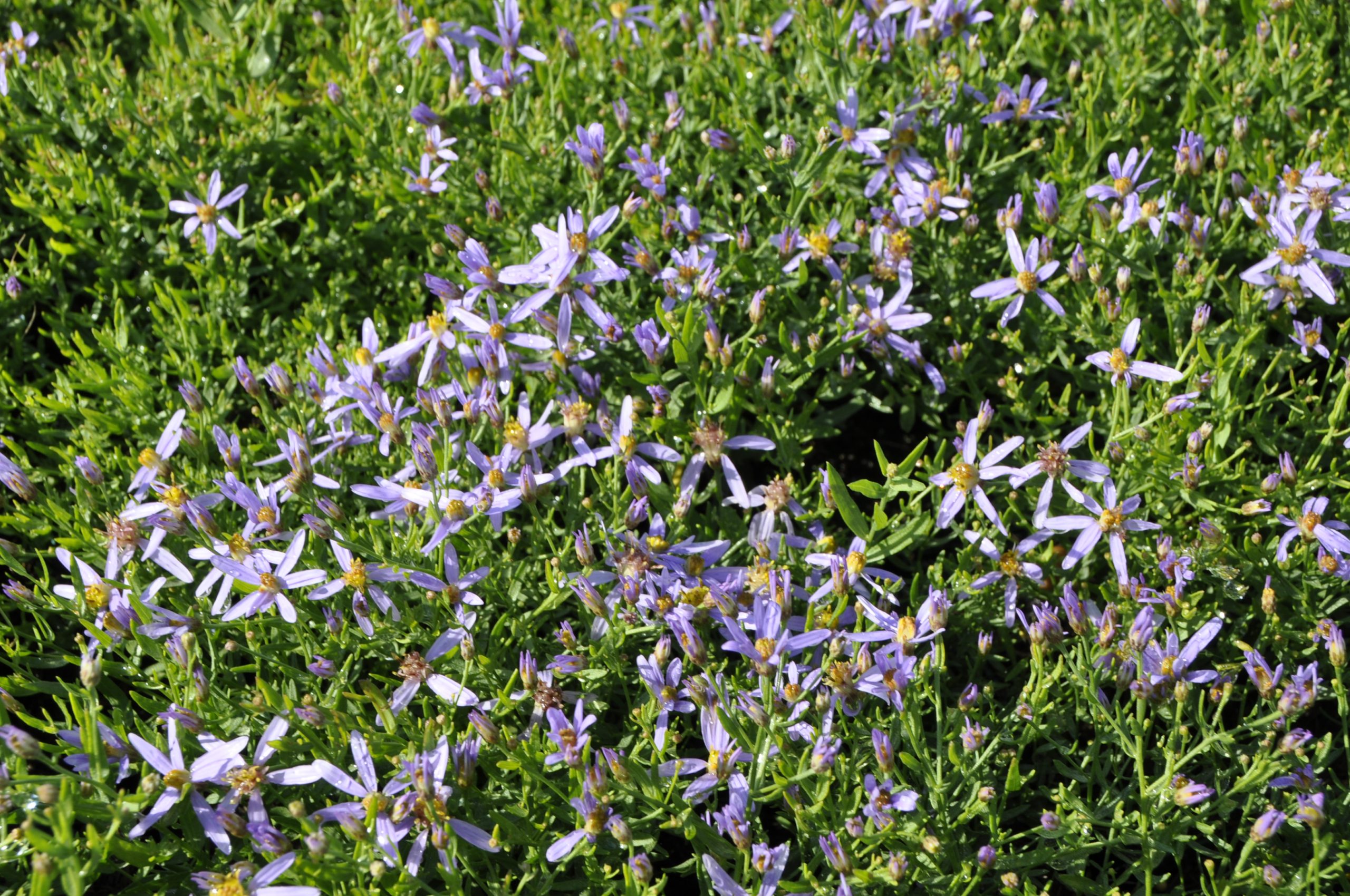7701_aster_sedifolius_nanus_BG_002.jpg